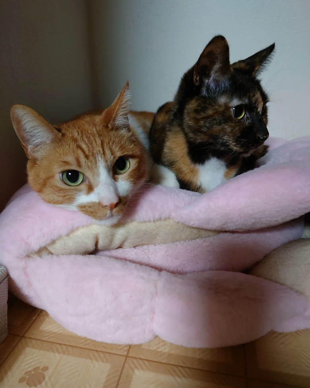 Miaouのインスタグラム：「4月上旬も過ぎようとしてる日 外気温が3℃と低いので暖房かけていた猫部屋。 ハウス2のベッドにに入らず潰して団子している猫たち  #猫部屋 #みゃう#miaou #みゃうの猫日記 #猫 #みゃうの保護猫」