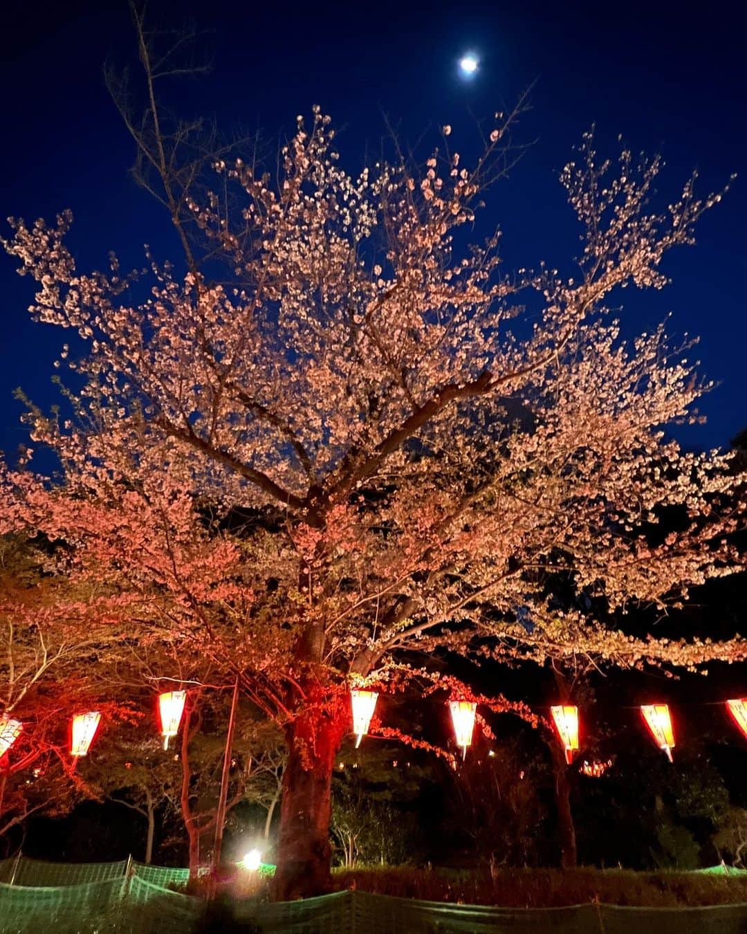 星南のぞみさんのインスタグラム写真 - (星南のぞみInstagram)「🌸🌙  幼稚園〜中学の時の友達と夜桜を見に行きました！ 上野に来たのは初めてで、駅降りてすぐに上野動物園があってびっくり‼︎ いつか行きたいなぁ🐼  #上野公園 #夜桜  #火鍋 #やっぱり辛い #けど美味しい」4月9日 9時31分 - seina_nozomi