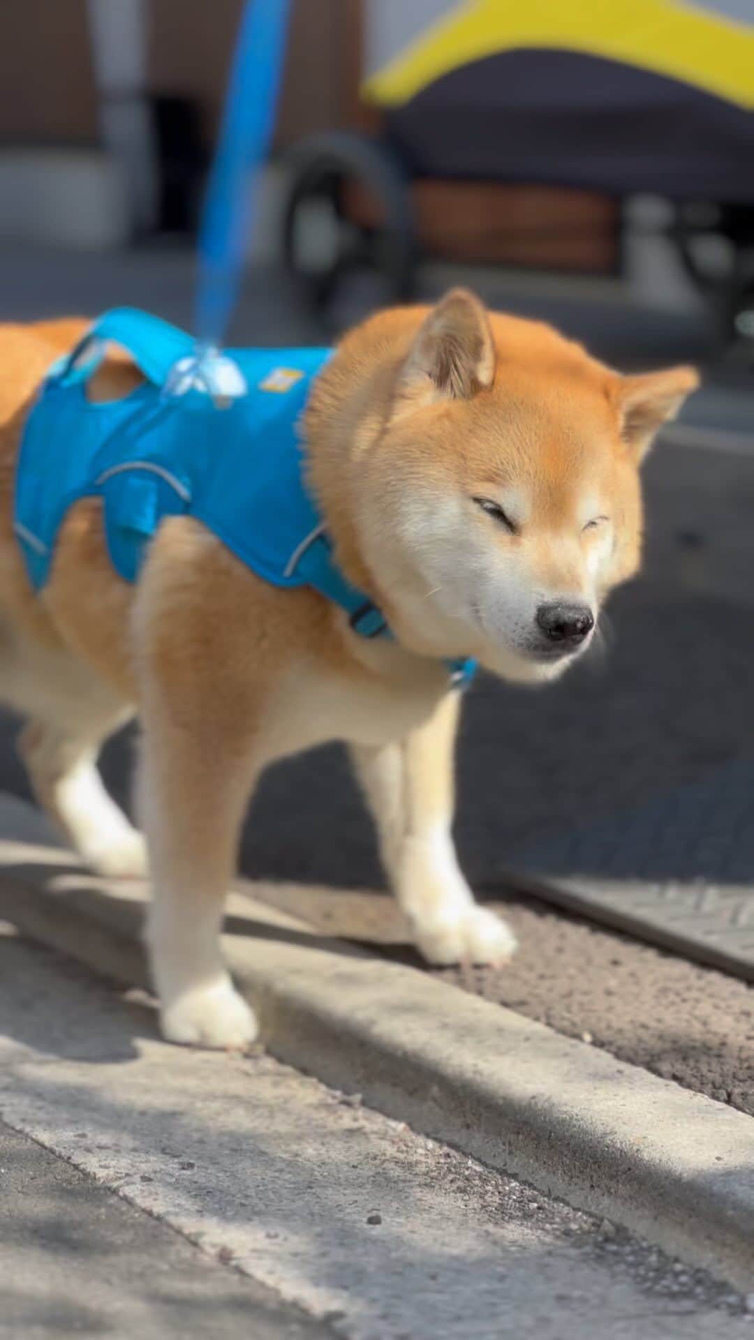 まる（まるたろう）のインスタグラム：「Good morning!!🐶🌸おはまる〜！今日も日向ぼっこしながらお花探ししてるの #藤の花も綺麗に咲いてきた #ツツジもそろそろかな #あとで行ってみようかな #まるお花博士になりたいの」