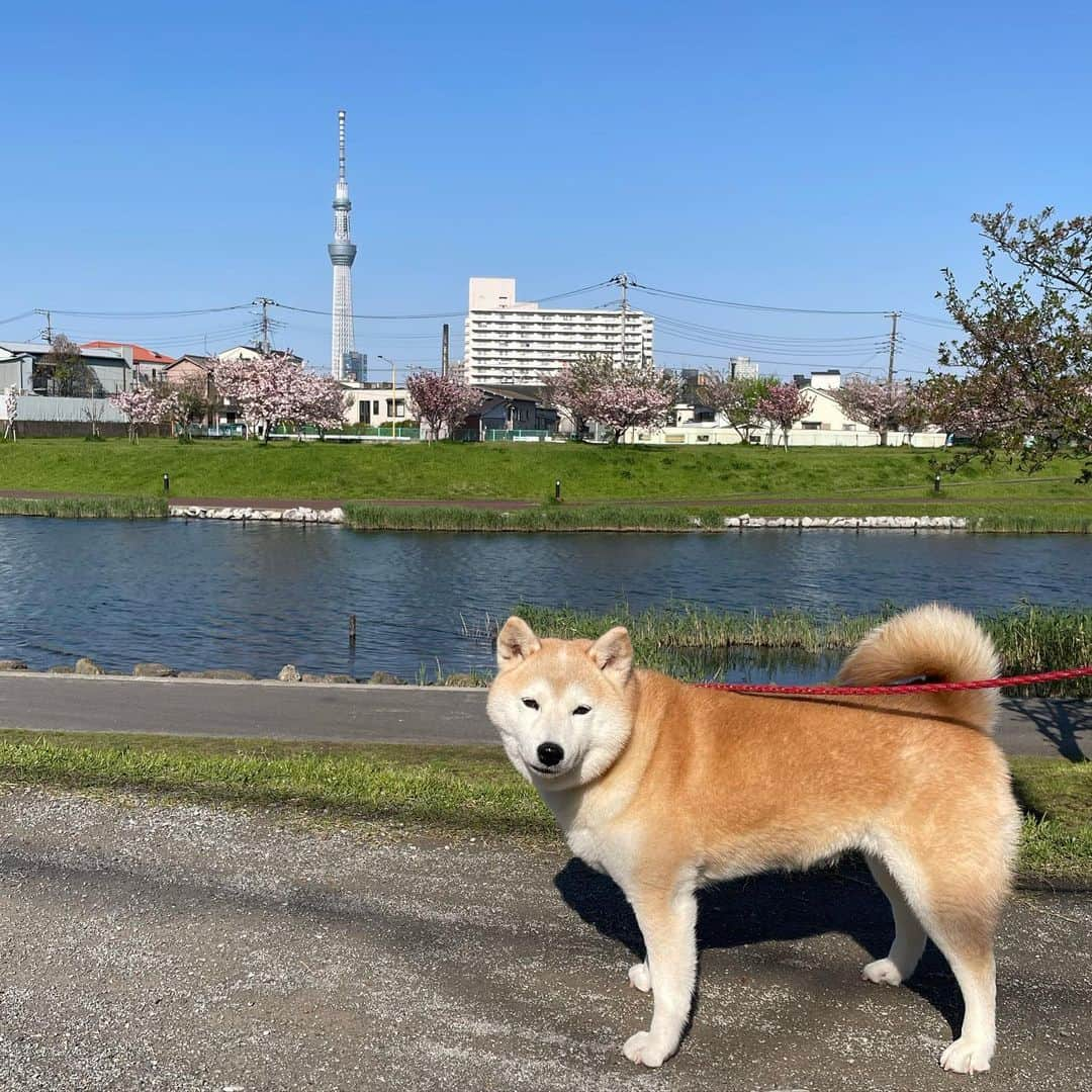 柴犬のモモのインスタグラム