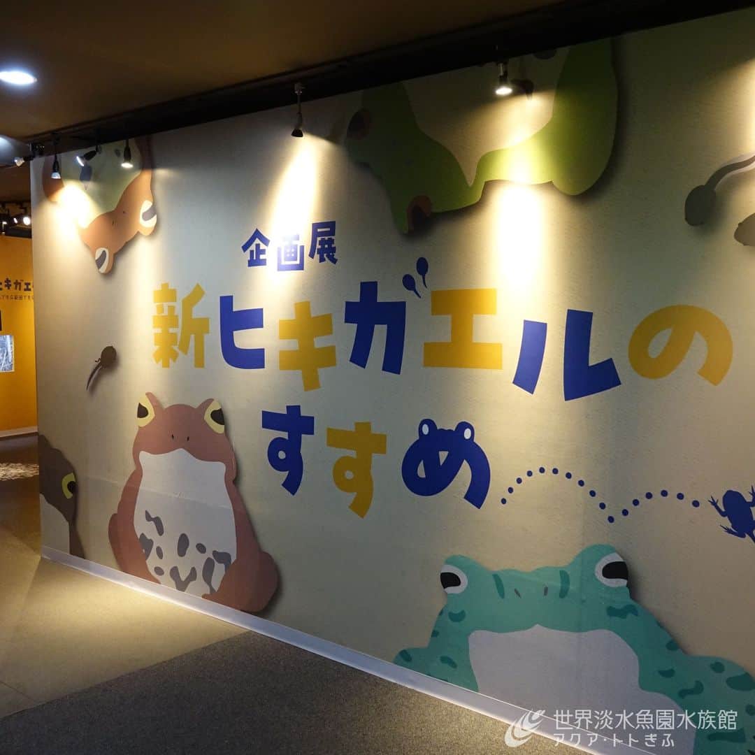 世界淡水魚園水族館 アクア・トト ぎふのインスタグラム：「企画展『新ヒキガエルのすすめ』、ついに最終日となってしまいました！  ぜひ最後までご堪能ください。  #アクアトト #水族館 #aquarium #企画展 #ヒキガエル #新ヒキガエルのすすめ #オアシスパーク #河川環境楽園」