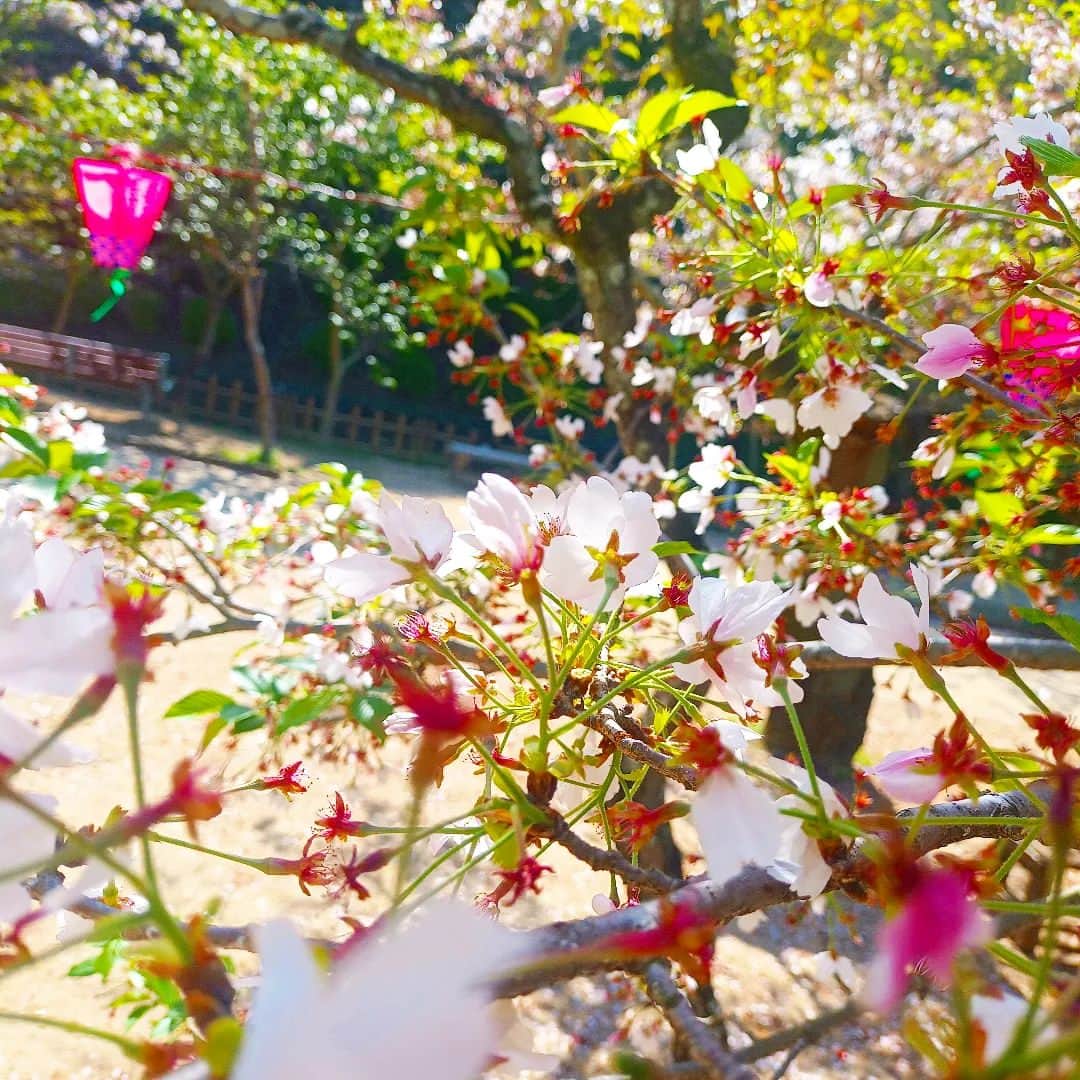 松本隆博のインスタグラム：「。⁡ ⁡この時期、桜は、⁡ ⁡新芽と花びらが交じる。⁡ ⁡これはこれでバランス宜しいなぁ。⁡ ⁡⁡ ⁡桜🌸の……シンメ  トリー⁡ ⁡でんな。⁡ ⁡てか⁡⁡ ⁡‪(´•ᴗ• ก )‬՞ ՞ ⁡⁡ ⁡還暦少年 松本隆博⁡ ⁡」