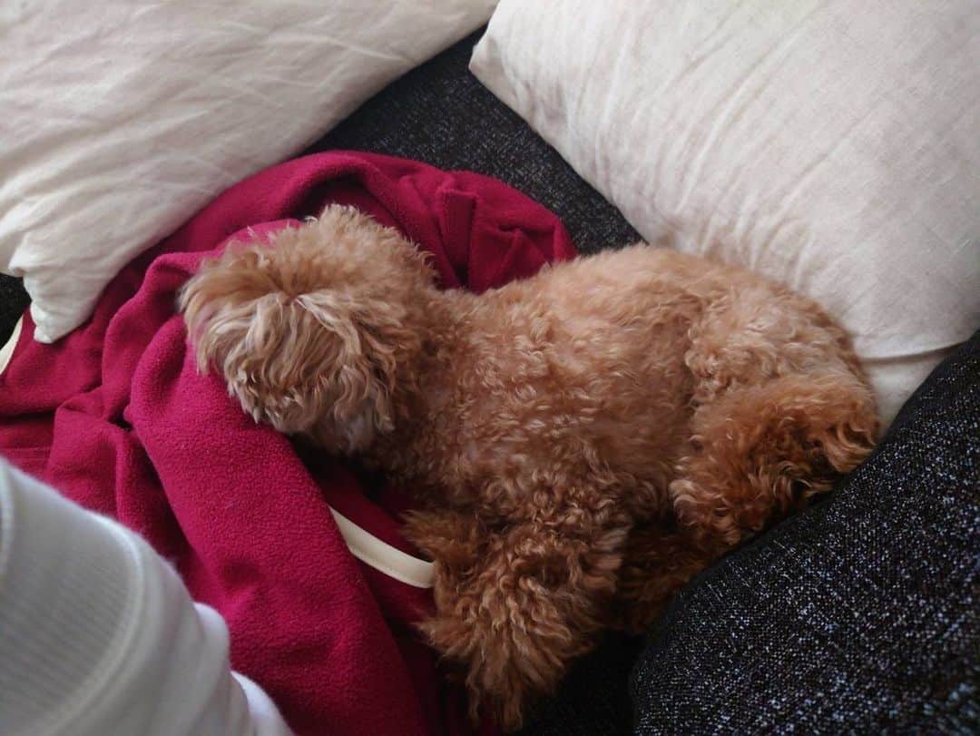 日下裕江さんのインスタグラム写真 - (日下裕江Instagram)「😶😶😶😶😶？  顔突っ込んでます……www  ロルは繊細なので、 お出かけした日はとても疲れて 化石の様にびくともせず爆睡するのですが、  ブランケットに顔を埋めて寝るのは、初めて見ました😶  苦しくないんですかね〜？？？  色んな面白い光景を見せてくれる相棒は、  毎日飽きないやつです😂w  #犬の寝方 #犬の寝相 #顔を埋めて寝る犬 #苦しくないのかな #いぬのきもち #いぬのいる暮らし #いぬの気持ち #いぬのいる生活 #トイプードル #トイプードル女の子 #トイプードルレッド」4月9日 10時00分 - hiroe___h