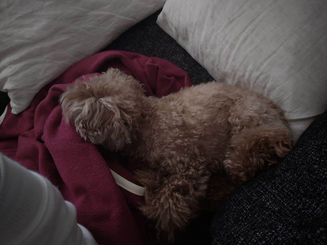 日下裕江さんのインスタグラム写真 - (日下裕江Instagram)「😶😶😶😶😶？  顔突っ込んでます……www  ロルは繊細なので、 お出かけした日はとても疲れて 化石の様にびくともせず爆睡するのですが、  ブランケットに顔を埋めて寝るのは、初めて見ました😶  苦しくないんですかね〜？？？  色んな面白い光景を見せてくれる相棒は、  毎日飽きないやつです😂w  #犬の寝方 #犬の寝相 #顔を埋めて寝る犬 #苦しくないのかな #いぬのきもち #いぬのいる暮らし #いぬの気持ち #いぬのいる生活 #トイプードル #トイプードル女の子 #トイプードルレッド」4月9日 10時00分 - hiroe___h