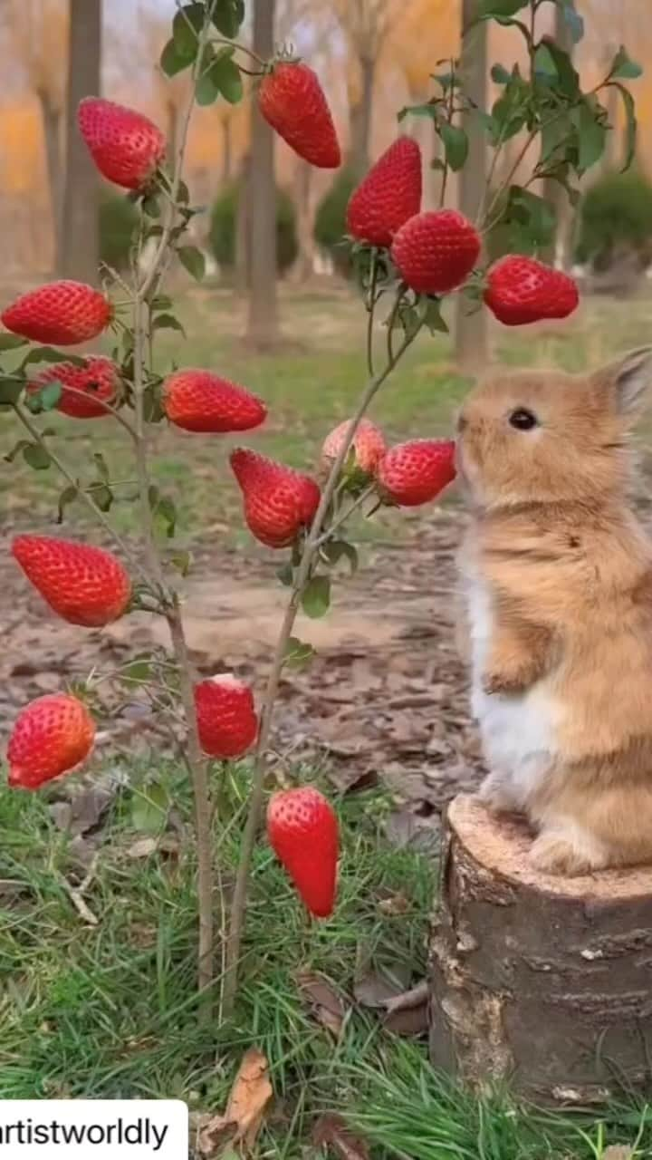 ダイアン・クルーガーのインスタグラム：「Happy Easter/Passover ❤️ Whatever you celebrate to allow bunnies to eat your strawberries 🍓」