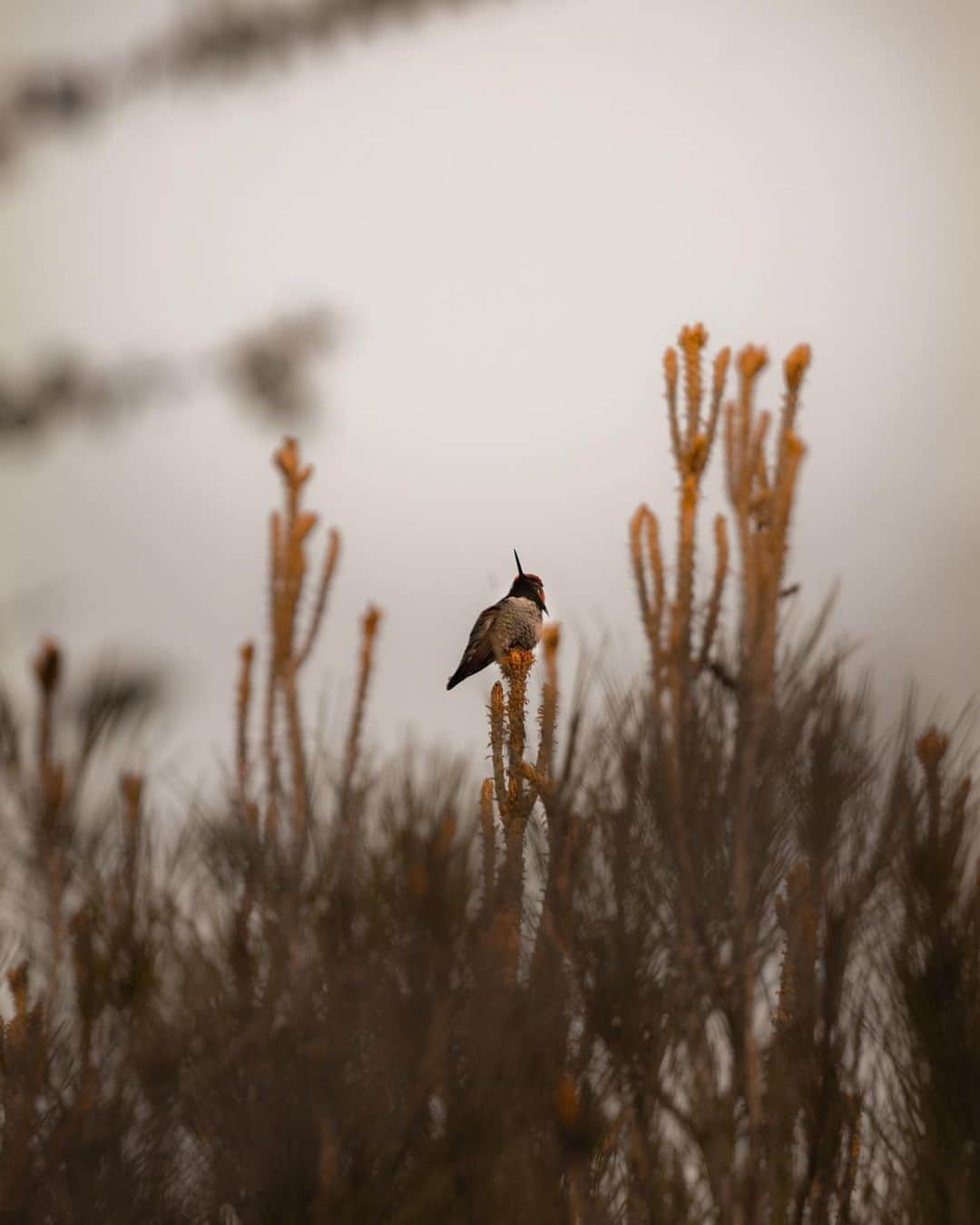 ニッキー・リードさんのインスタグラム写真 - (ニッキー・リードInstagram)「And now back to your usual programming. Nature. This little guy has been coming to visit me everyday. I’m starting to feel like I know him. What an honor. I don’t think I have ever seen a hummingbird pause for this long. He comes back to the same tree, and I wait patiently to see him. I have so many ideas about what this could mean, but I’d love to hear yours as well. Do you believe in reincarnation? Are animals a symbol of life? Love? Fertility? Spirituality?   (For those of you who may ask, photo made with the @leicacamerausa SL2 and brand new 100-400mm lens)」4月9日 1時48分 - nikkireed