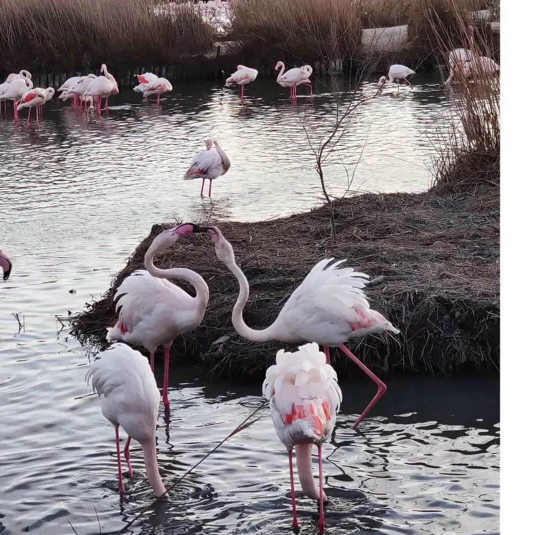 ラボッテガーディアンのインスタグラム：「Bon weekend de Pâques  🐣 Nos boutiques du marais et des Saintes Maries de la mer seront ouvertes demain dimanche  #camargue #flamantsroses #occitanie」