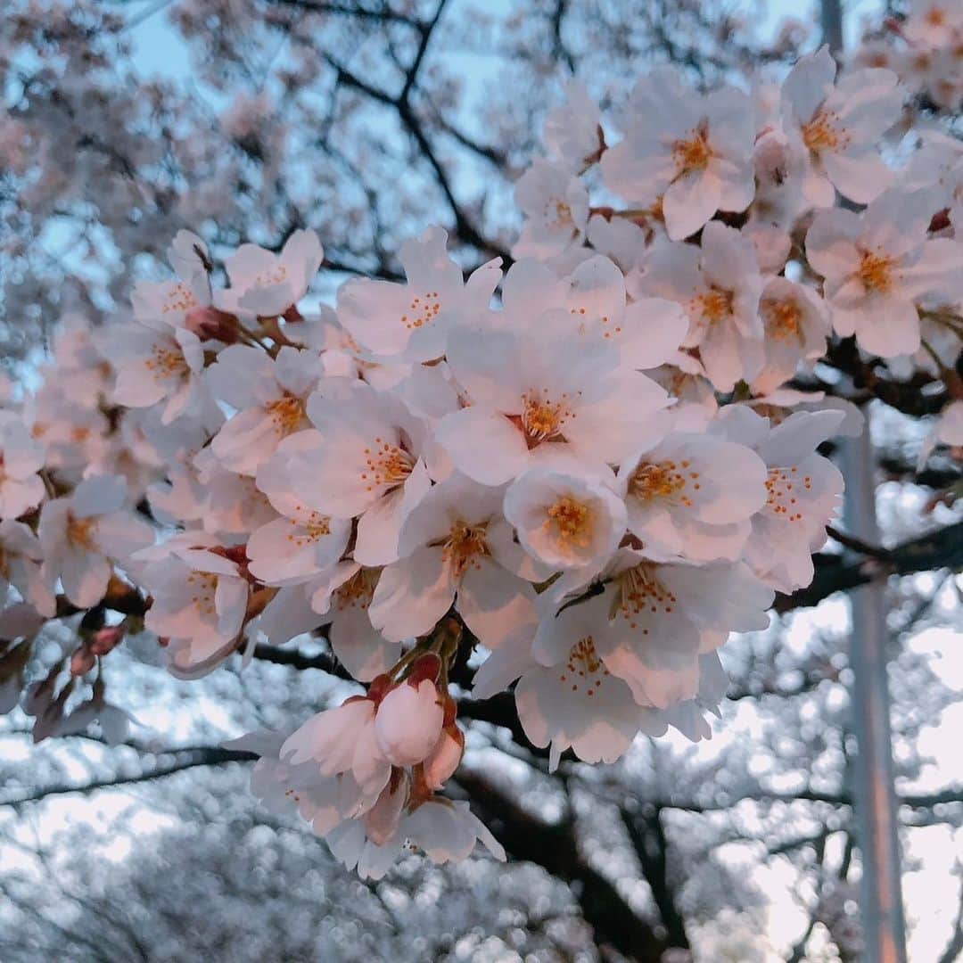 今井美穂さんのインスタグラム写真 - (今井美穂Instagram)「⁡ 桜の時期ってあっという間😳🌸 満開になったと思ったらもう葉桜😢 ⁡ 少し寂しいので 今月のネイルは 桜っぽいピンクラベンダー💓 ⁡ 指先見るだけでテンション上がります☺️ いつも可愛いデザインありがとうございます🙌 ⁡ @chihiro.nail_niigata  ⁡ 今日は県議選の投票に行って 新幹線に飛び乗り出張です👍 ⁡ 大学の新学期も始まったので 移動時間で授業受けます✊ 便利な時代☺️✨ ⁡ 季節の変わり目と詰め込みスケジュールで 完璧に体調崩してしまってます😂 ⁡ 30代風邪治らなすぎてびびる🤣 今月はリフレッシュ温泉旅行も予定してるので それまで気合いで乗り切るぞ〜🥺✊🔥 ⁡ ⁡ #ネイル #春 #チヒロネイル #社会人大学生」4月9日 10時24分 - imaimiho1209