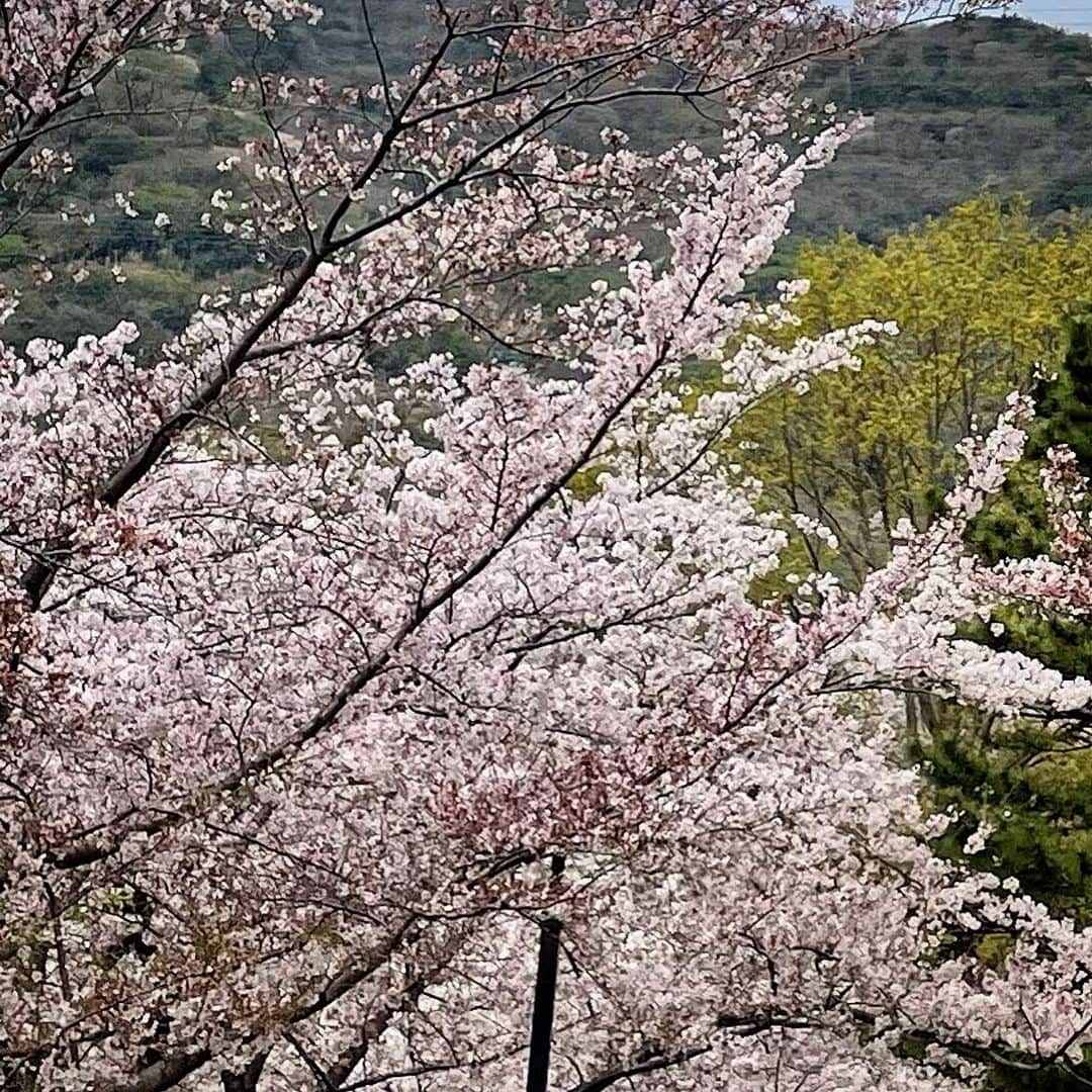 ecruのインスタグラム：「2023/04/09 (sun) おはようございます。 久しぶりの投稿になりました。 ・ 先月から母が入退院を繰り返し、今も入院中で、ずっと実家で過ごしています。 ・ その間、息子の卒業式や入社準備などもありましたが、ほぼスルー。 毎日病院に面会に行っているので、息子の入社式のスーツを買いに行くのに滞在2時間で帰宅したり、先週は入社式に行く息子を見送りたくて、始発で帰宅して朝ご飯を作り、面会時間に間に合うように帰ったり…と、ハードな日々を過ごしています。 ・ 3月のご飯やお弁当など色々記録しておきたいこともあるので、時間がある時に少しずつでも振り返られたらと思っています☺️ ・ 画像は、先週帰ってきた時の桜。 今年は桜を楽しめないまま、季節が進んでいきました。」