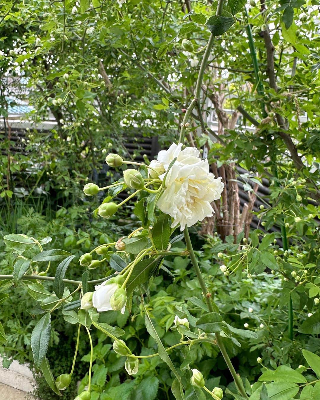 栗原はるみさんのインスタグラム写真 - (栗原はるみInstagram)「みなさんおはようございます。 今朝のモッコウバラ。蕾が膨らんできました。今年はたくさん花が咲きそうなのでとても楽しみです。今日もこれから庭の手入れをします。今日は家の中で育てていたバジルをいよいよ地植えにします。 仕込んでから４日目の塩麹、醤油麹、玉ねぎ麹です。もしも美味しく出来たら分量をご紹介しますね〜。 日曜日の仲良しとのお昼ごはんはいつも前の日に料理を決めて下ごしらえをしています。 昨日作った今日のお昼ごはんのツナと人参と昆布の煮物。 日曜日に作る料理から私は料理家としてとても大切なことを学んでいます。 みなさん今日も楽しい一日を過ごしてね〜。 #栗原はるみ  #kuriharaharumi  玲児さんに大好きな唐揚げとグラタンをビールも一緒に。」4月9日 7時03分 - harumi_gram