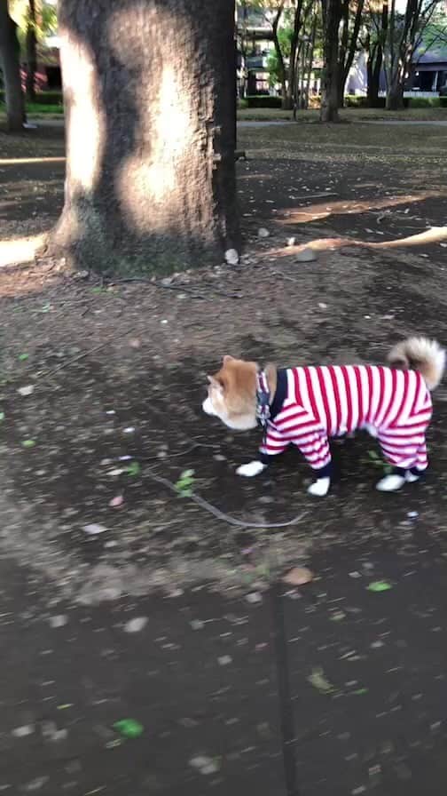 くるみのインスタグラム：「あさんぽ」