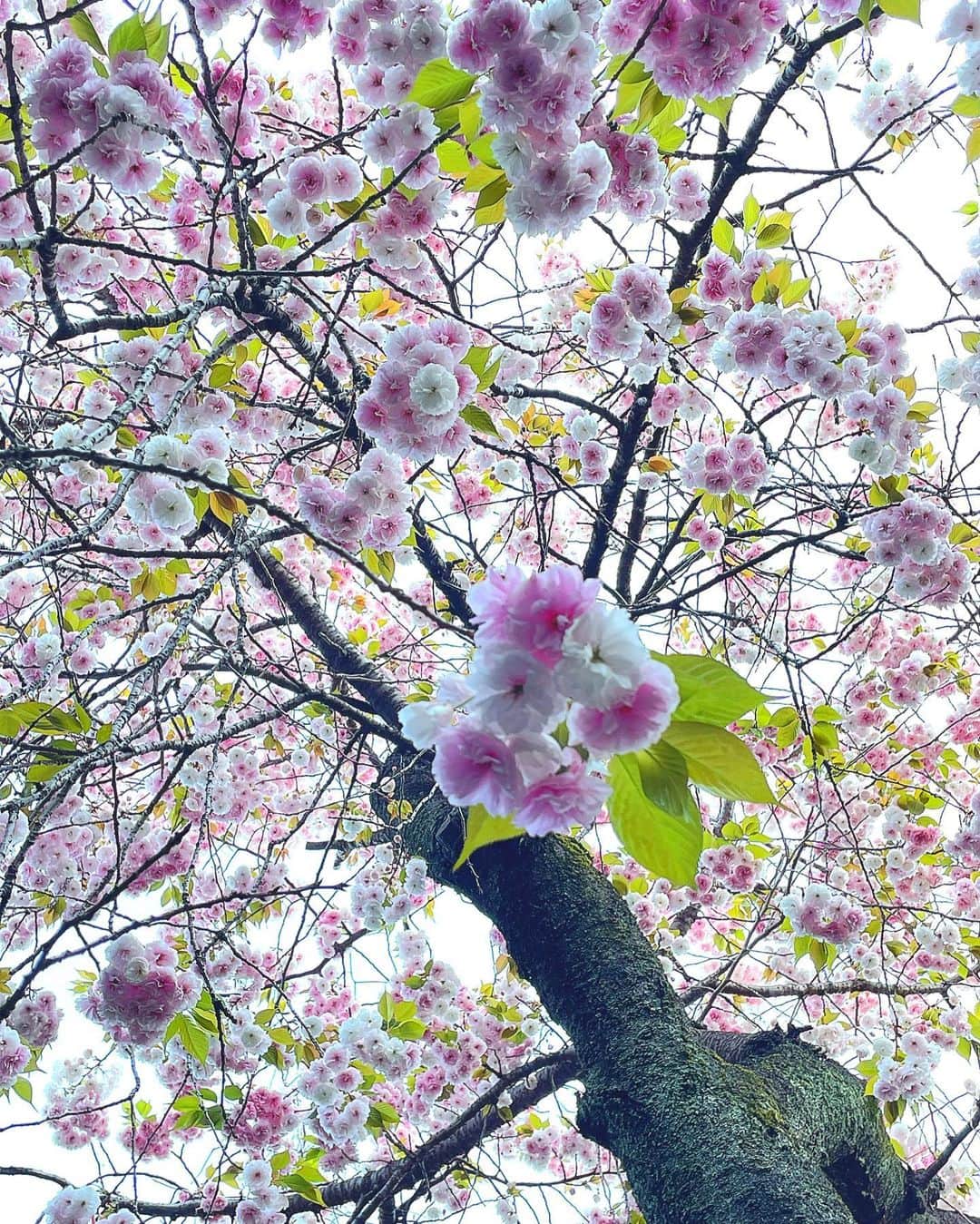 理絵のインスタグラム：「🌸早朝の八重桜🌸  #八重桜 #桜 #cherryblossom #ciliegio #sakura #花 #flowers #flower #fiore」