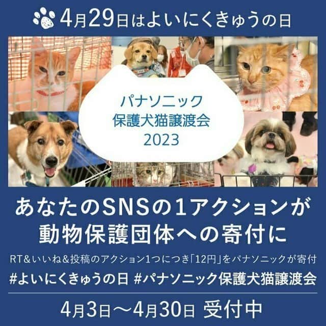 のインスタグラム：「#パナソニック保護犬猫譲渡会 🐶🐈 開催初日の4月29日を「#よいにくきゅうの日 」としてパナソニックとsippoで記念日に制定しました🖊️  あわせて第2弾の記念キャンペーンを実施🥰  タグつきの投稿で応援ください♪　アクション数に応じて保護団体に寄付💪  キャンペーン参加方法は画像をご覧ください <PR>」