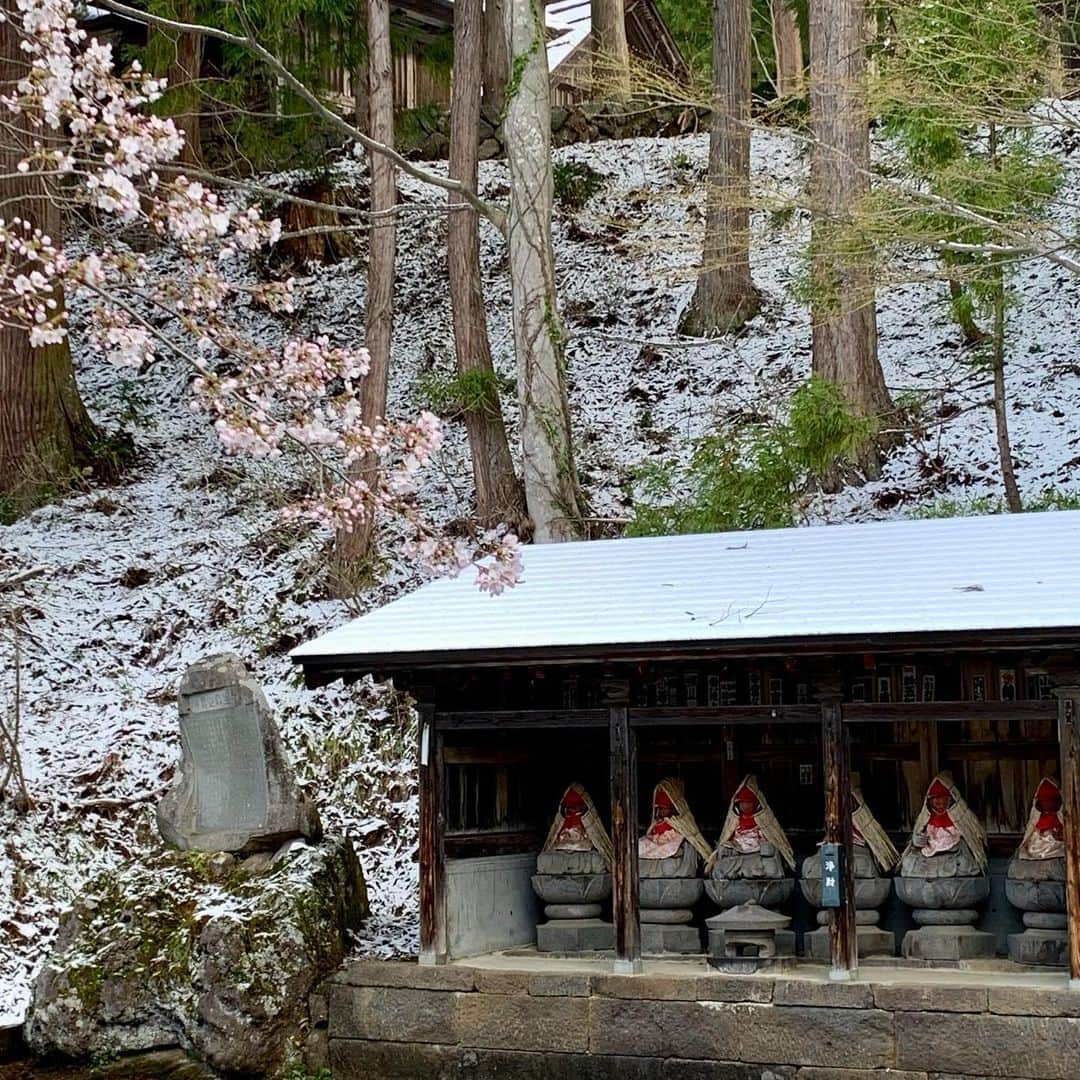 野沢温泉　村のホテル　住吉屋さんのインスタグラム写真 - (野沢温泉　村のホテル　住吉屋Instagram)「「桜と雪」 昨夜、久しぶりに雪が降った様子で、今朝起きたら建物の屋根や屋外の車が真白になっていました。これで今シーズンの雪も終わりですかねぇ。 ちょうど村内の桜も開花しているので、今朝は新雪と桜のコラボレーションをお伝えします。  #野沢温泉村のホテル住吉屋　#住吉屋　#野沢温泉住吉屋　#野沢温泉　#野沢温泉村　#野沢温泉　#野沢温泉スキー場　#温泉旅行　#長野県　#信州　#旅行　＃春　#桜」4月9日 8時10分 - sumiyosiya