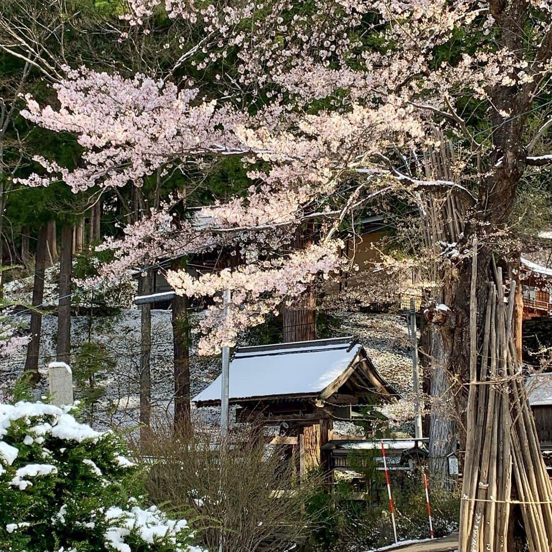 野沢温泉　村のホテル　住吉屋さんのインスタグラム写真 - (野沢温泉　村のホテル　住吉屋Instagram)「「桜と雪」 昨夜、久しぶりに雪が降った様子で、今朝起きたら建物の屋根や屋外の車が真白になっていました。これで今シーズンの雪も終わりですかねぇ。 ちょうど村内の桜も開花しているので、今朝は新雪と桜のコラボレーションをお伝えします。  #野沢温泉村のホテル住吉屋　#住吉屋　#野沢温泉住吉屋　#野沢温泉　#野沢温泉村　#野沢温泉　#野沢温泉スキー場　#温泉旅行　#長野県　#信州　#旅行　＃春　#桜」4月9日 8時10分 - sumiyosiya