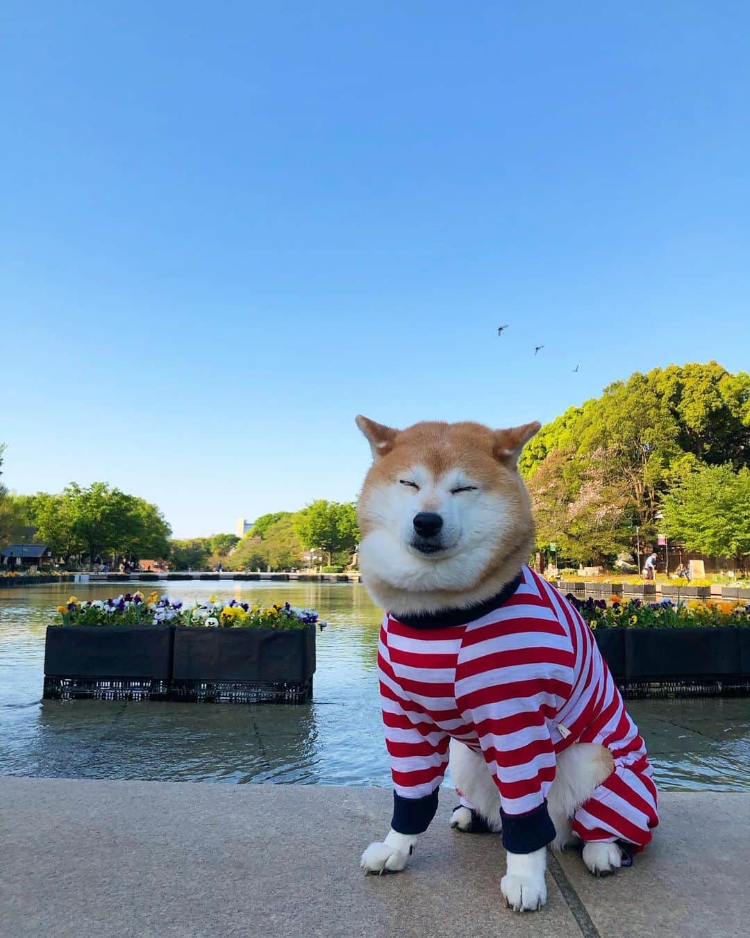 くるみのインスタグラム：「. 久しぶりの上野公園🐼 風が強くてちょっと寒かったけど 気持ちよかった🐶🌱🌱🌱🌱  . チーム太極拳のみなさんも変わりなかったww」