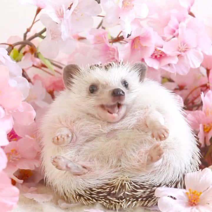 あずきのインスタグラム