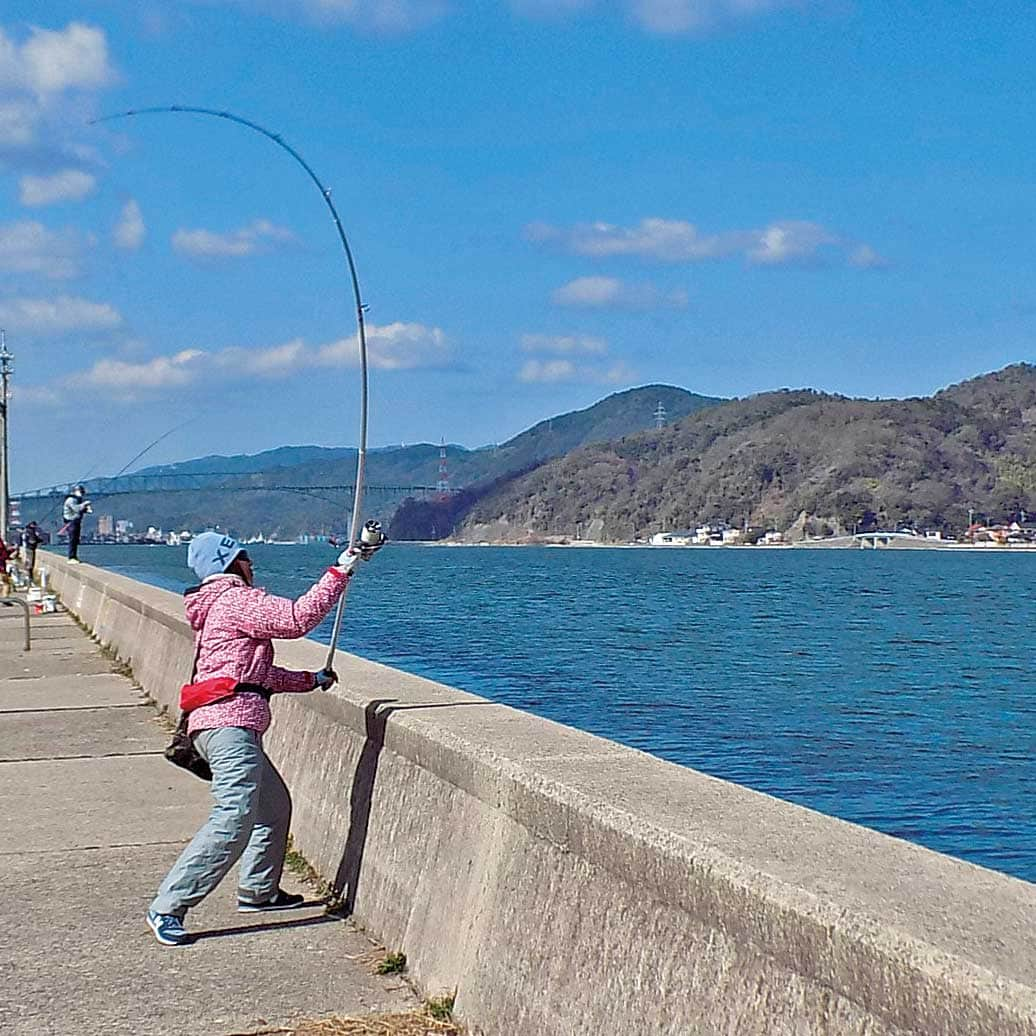 レジャーフィッシングさんのインスタグラム写真 - (レジャーフィッシングInstagram)「春の投げ釣りを楽しもう！  鳥取県境港市潮見町護岸で、キス釣り 愛媛県上島町佐島で、カレイ釣り の釣行模様を掲載しています。  カレイは花見カレイとも呼ばれているように ４月中旬ごろまで狙えます。  キスはまだまだ渋い状況ですが、 遠投して沖のカケアガリのさらに沖を狙うと 釣果が出やすいとのことです。  ◆レジャーフィッシング5月号に掲載！ 詳しい内容、その他の記事は、 ハイライト「最新号」から記事をチェック！ https://www.e-leisure.jp/book/  ◆岡山、広島、香川、愛媛、徳島、高知、 兵庫の一部、山口、福岡の主要な釣具店及び書店や Amazon等で販売しています。  ◆ご購入はこちら！ オンラインショップ【レジャーフィッシング SHOP】 https://eleisure.theshop.jp/items/72885285  #愛媛 #上島町 #瀬戸内海 #投げ釣り #鳥取 #境港 #境水道 #日本海 #カレイ #キス #花見カレイ #春の釣り #レジャーフィッシング #釣り #海釣り」4月9日 18時00分 - leisurefishing