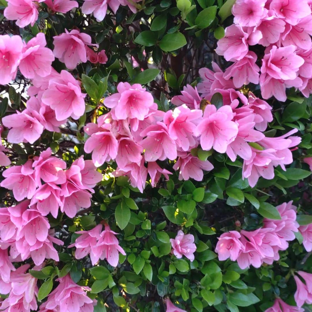 くぼてんきさんのインスタグラム写真 - (くぼてんきInstagram)「さくらからツツジへ  #さくら #ツツジ #ピンク #季節進む」4月9日 18時06分 - kubotenki