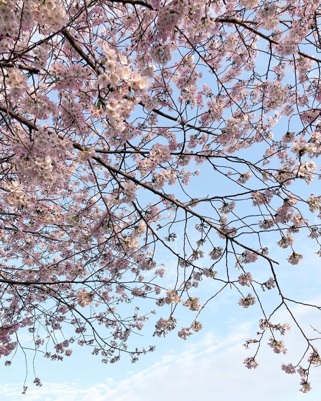 羽石杏奈さんのインスタグラム写真 - (羽石杏奈Instagram)「spring ✨🌸🏔️🌱🇯🇵  暖かくなってきていろんな花が咲いて、 木々に緑が戻っていくのが嬉しいね〜🧡」4月9日 18時08分 - hawaiianna913
