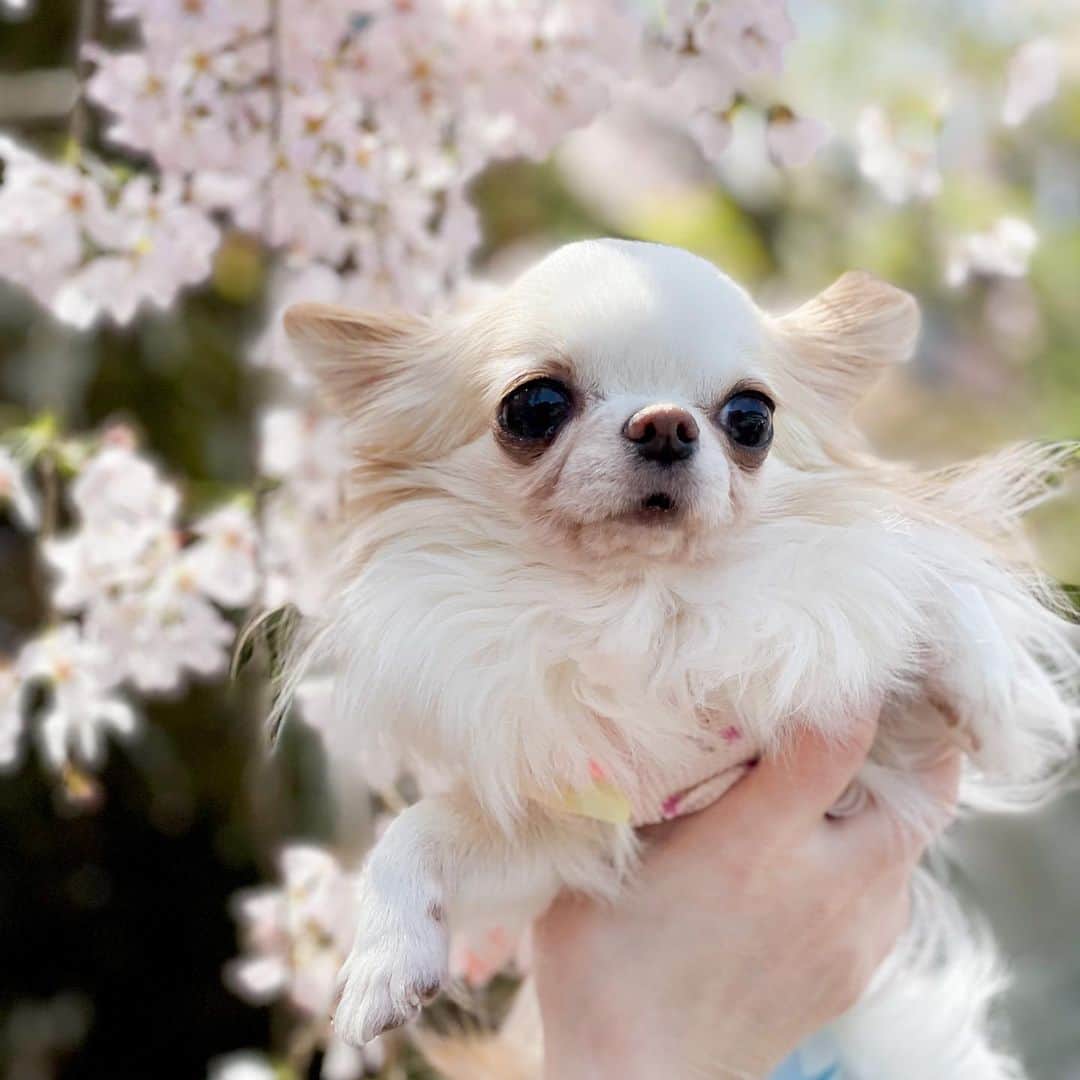 tetoyanyanさんのインスタグラム写真 - (tetoyanyanInstagram)「あげるの忘れてた お花見前のお楽しみ😆🌸  また来年のお花見楽しみ〜🌸  #dogs#instdog#dog#dogstagram#instapet#petstagram#petoftheday#mydog#instachihuahua#chihuahuaofinstagram#chihuahualove#chihuahualover#chihuahua#chihuahuas#チワワ#多頭飼い#ロングコートチワワ#チワワ部#ig_dogphoto#petoftoday #todayswanko#west_dog_japan##Todaysteto#dogstagram」4月9日 18時18分 - tetoyanyan