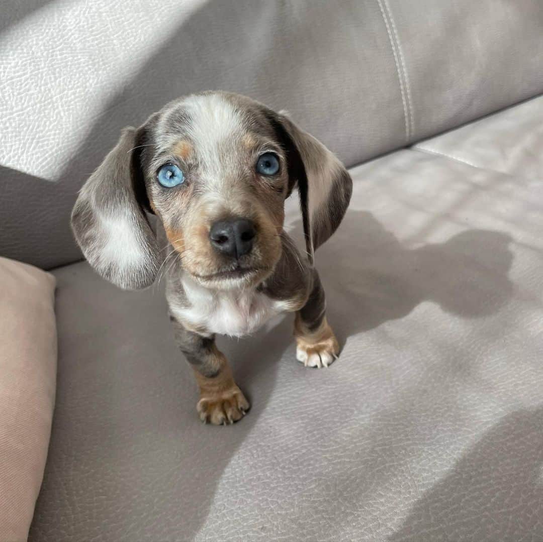 ニコロ・ジリのインスタグラム：「Benvenuto Theo 💙」