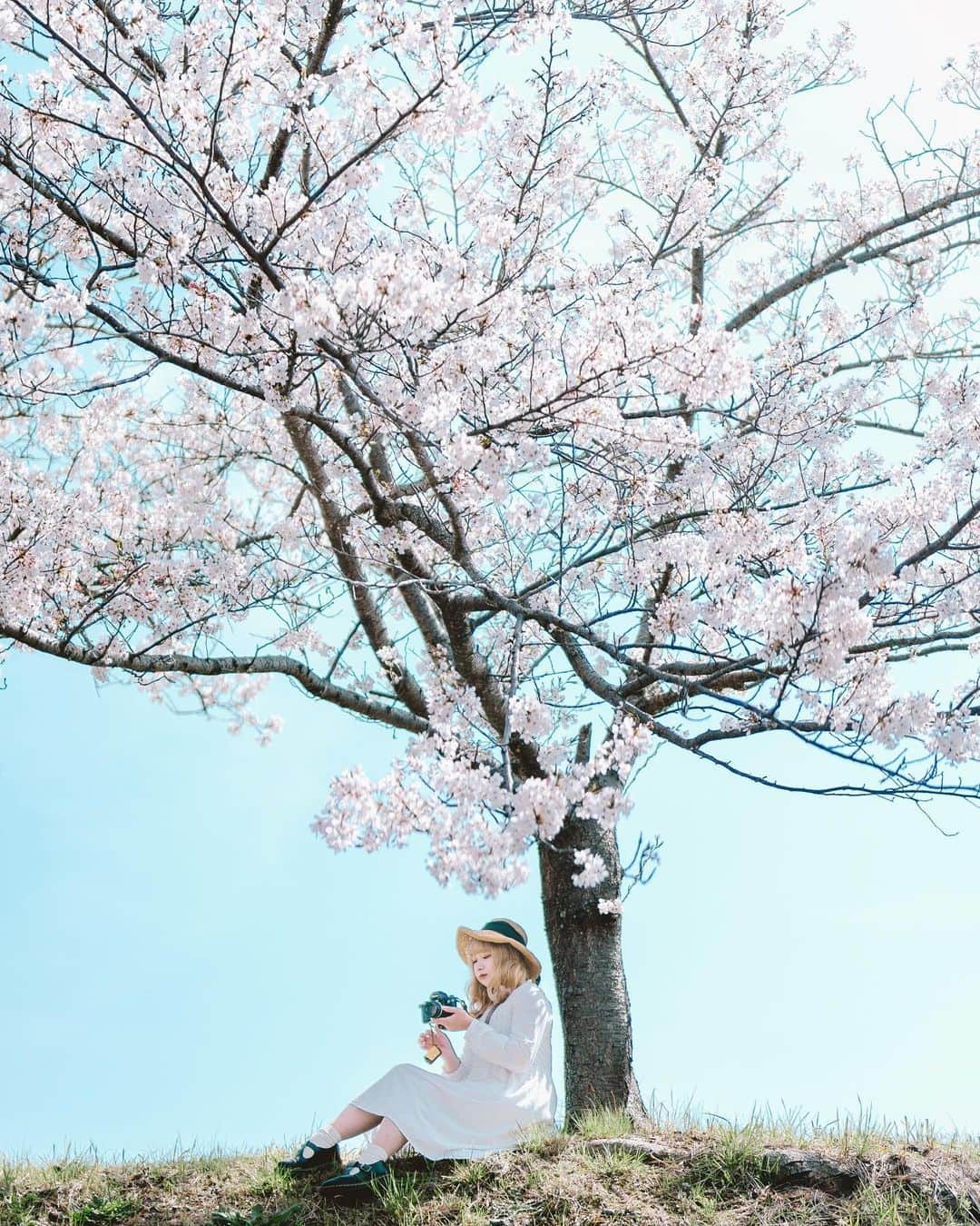 shinichi38のインスタグラム：「⁡ Sakura afternoon 🌸」