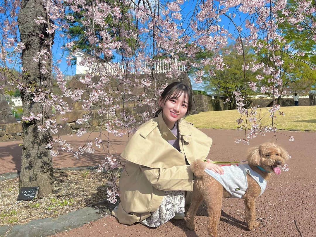 大須賀あみさんのインスタグラム写真 - (大須賀あみInstagram)「ノロノロしてたらあっという間に葉桜になってしまった、、！！  最近は来たる梅雨に向けて、いかに湿気対策するかってことを毎日考えてます🤣 除湿機を買うかな、、、  #4月もよろしくお願いします #でかぷー大好き同好会 #デカプー」4月9日 18時32分 - osugaami_official