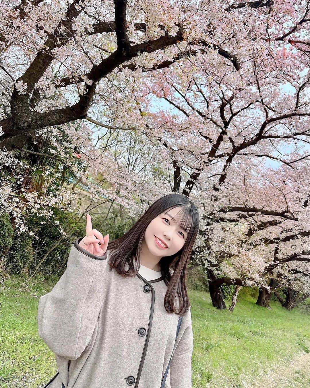 今井瞳のインスタグラム：「🌸 ㅤㅤㅤㅤㅤㅤㅤㅤㅤㅤㅤㅤㅤ 桜が葉桜になってきてて はやいなぁって思ってる春！ 先週の舞台の公演期間中に 新しいスーツ姿の学生を見かけて 入学式かなぁ？って 大学の入学式が懐かしくなった＊ ㅤㅤㅤㅤㅤㅤㅤㅤㅤㅤㅤㅤㅤ 新年度、新たな気持ちで いいことたくさん待ってるといいなぁᵕ̈* ㅤㅤㅤㅤㅤㅤㅤㅤㅤㅤㅤㅤㅤ ㅤㅤㅤㅤㅤㅤㅤㅤㅤㅤㅤㅤㅤ ㅤㅤㅤㅤㅤㅤㅤㅤㅤㅤㅤㅤㅤ #instadaily #japanesegirl #春2023 #桜 #cherryblossom #撮影 #fyp #今井瞳」