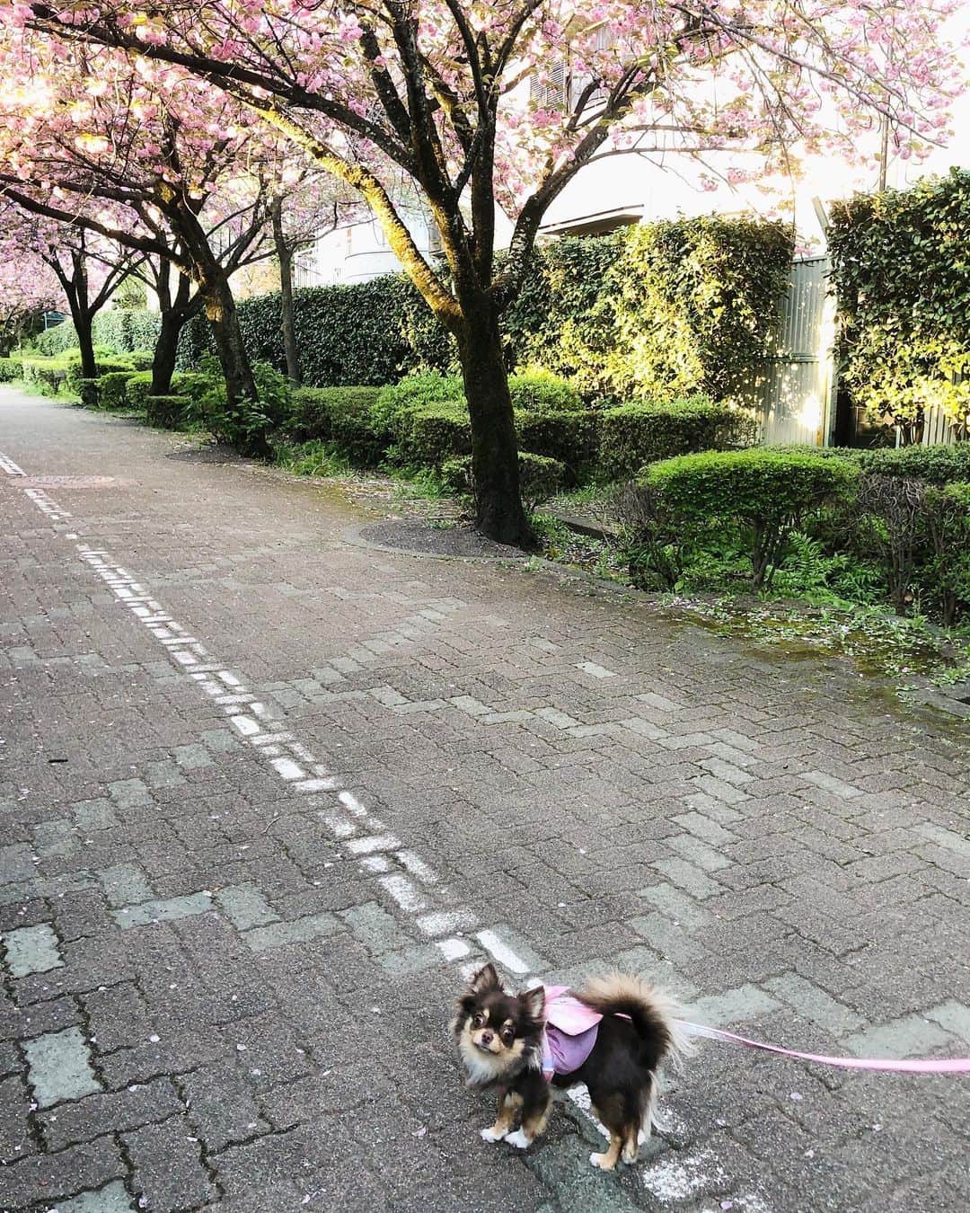 花清まゆこさんのインスタグラム写真 - (花清まゆこInstagram)「お散歩途中に見つけた、 ピンクの花が咲いた並木道🌸  この木〜なんの木〜気になる木〜？？🤭🤭🤭  #犬のいる暮らし  #チワワのいる暮らし  #dog #dogstagram  #dogstyle  #chihuahua  #チョコタン #チョコタンチワワ  #お散歩 #イッヌ #gu #zara #loewe   #この木なんの木  #誰か教えて」4月9日 18時43分 - mayuusa610
