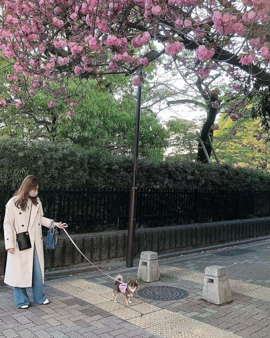 花清まゆこさんのインスタグラム写真 - (花清まゆこInstagram)「お散歩途中に見つけた、 ピンクの花が咲いた並木道🌸  この木〜なんの木〜気になる木〜？？🤭🤭🤭  #犬のいる暮らし  #チワワのいる暮らし  #dog #dogstagram  #dogstyle  #chihuahua  #チョコタン #チョコタンチワワ  #お散歩 #イッヌ #gu #zara #loewe   #この木なんの木  #誰か教えて」4月9日 18時43分 - mayuusa610