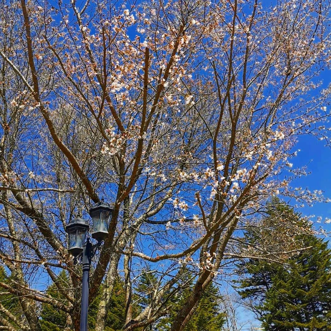 Yutorelo Karuizawa Hotelさんのインスタグラム写真 - (Yutorelo Karuizawa HotelInstagram)「. 皆様、こんにちは！ ゆとりろ軽井沢ホテルです。 . ようやく軽井沢にも春が訪れ、桜が咲き始めております。 . これからの季節はとても気持ちの良いシーズンですので、ぜひ軽井沢に遊びに来てください♪  . #ゆとりろ軽井沢ホテル #軽井沢 #リゾート #ホテル #温泉 #中軽井沢 #春 #桜 #karuizawa」4月9日 18時49分 - yutorelo_karuizawa