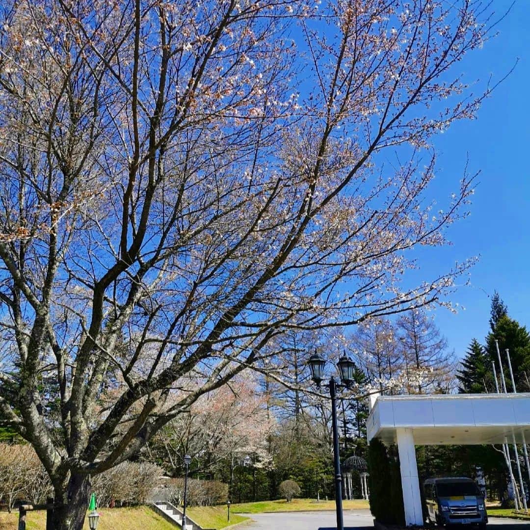 Yutorelo Karuizawa Hotelさんのインスタグラム写真 - (Yutorelo Karuizawa HotelInstagram)「. 皆様、こんにちは！ ゆとりろ軽井沢ホテルです。 . ようやく軽井沢にも春が訪れ、桜が咲き始めております。 . これからの季節はとても気持ちの良いシーズンですので、ぜひ軽井沢に遊びに来てください♪  . #ゆとりろ軽井沢ホテル #軽井沢 #リゾート #ホテル #温泉 #中軽井沢 #春 #桜 #karuizawa」4月9日 18時49分 - yutorelo_karuizawa