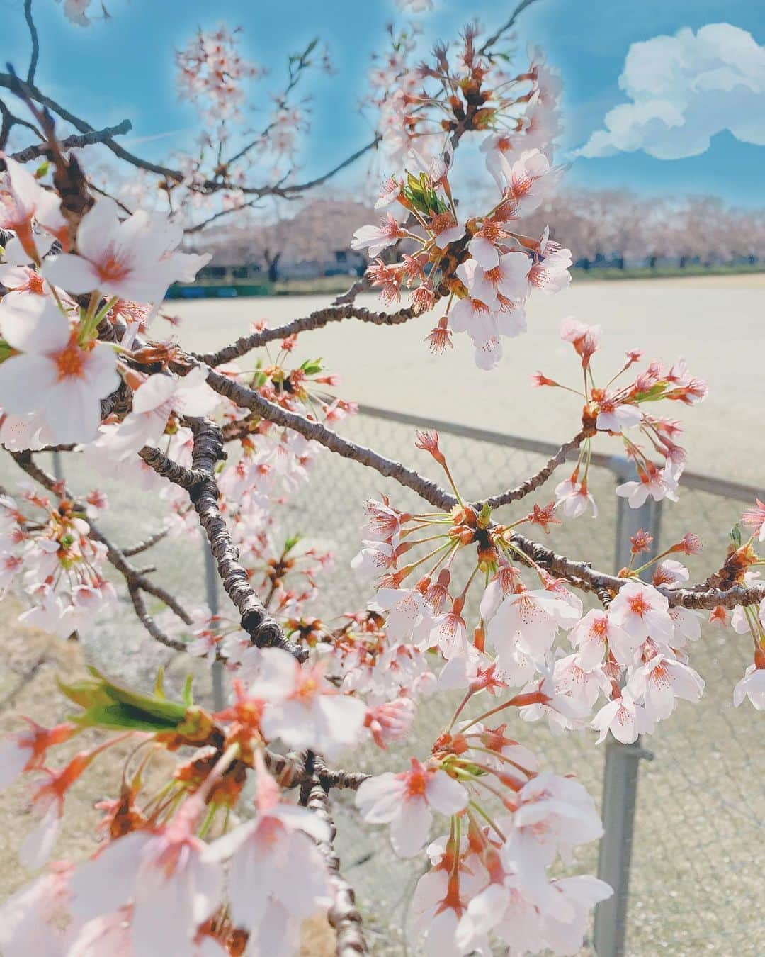 長谷川玲奈さんのインスタグラム写真 - (長谷川玲奈Instagram)「🌸  #たいない桜まつり #新潟 #胎内市 #桜 #さくら #🌸」4月9日 19時00分 - bbg_rena0315