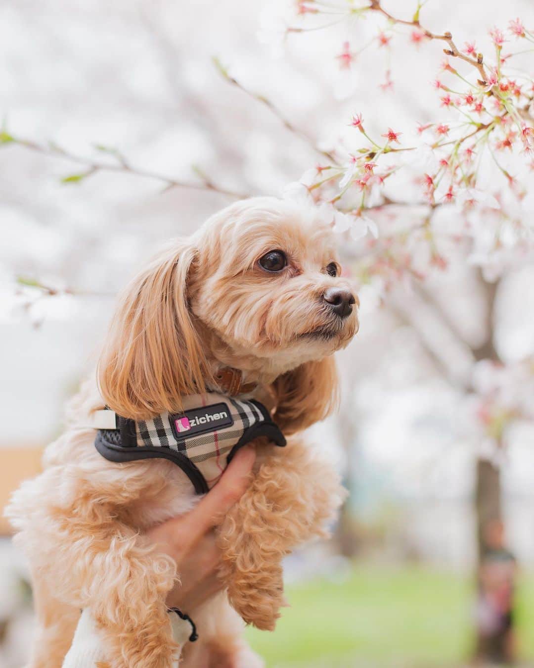 一ノ瀬恋さんのインスタグラム写真 - (一ノ瀬恋Instagram)「桜が綺麗に咲いてるタイミングで　@photoru.jp にころんとぷりんの撮影をお願いしました🐶💕 とってもいい写真が撮れて大満足🥲❤️  このサービスとても便利で！🙄 カメラマンさんに撮影したい場所、要望を伝えて撮ってもらうんだけど、かなりコスパもよかったです🙄！ イメージに合わせて撮ってもらえて 自然体なものも撮れるから大満足でした。🌸 今年は息子の七五三もあるし その時に撮影をしたいと思ってたからまたお願いしようかなって思った😍‼️ 担当はhikariさんです📸✨ ありがとうございました🥺🙏💕  #ふぉとる #出張撮影 #PR #愛犬撮影」4月9日 18時58分 - mayu19900323
