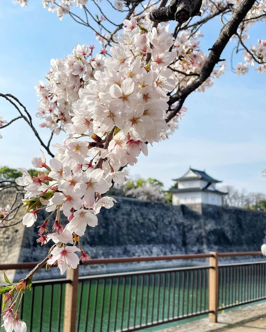 天野ゆうかさんのインスタグラム写真 - (天野ゆうかInstagram)「🏯🚶🏻‍♀️𓂅🌸 ⁡ ⁡ ⁡ ⁡ ⁡ ⁡ 先週ふらっと行った大阪城𓂃🏯 ⁡ 今年は雨風強かったりで桜も一瞬やったけど、 先週の土日が1番見頃やったかも🚶🏻‍♀️💕 ⁡ 綺麗やったな𓂃🌸 ⁡ ⁡ ⁡ ⁡ 皆んなは桜見に行けた？🥰 ⁡ ⁡ ⁡ ⁡ ⁡ #桜 #お花見 #大阪城公園 #大阪城 #大阪 #大阪観光 #観光スポット #お出かけ #お出かけスポット #春 #osaka #sakura #cherryblossom #hanami #osakacastle #osakacastlepark #spring #travel #travelgram #osakatrip #JapanTravel #일본　#오사카　#오사카여행　 #오사카성　#벚꽃　#🌸 #🏯」4月9日 19時02分 - yucca_official