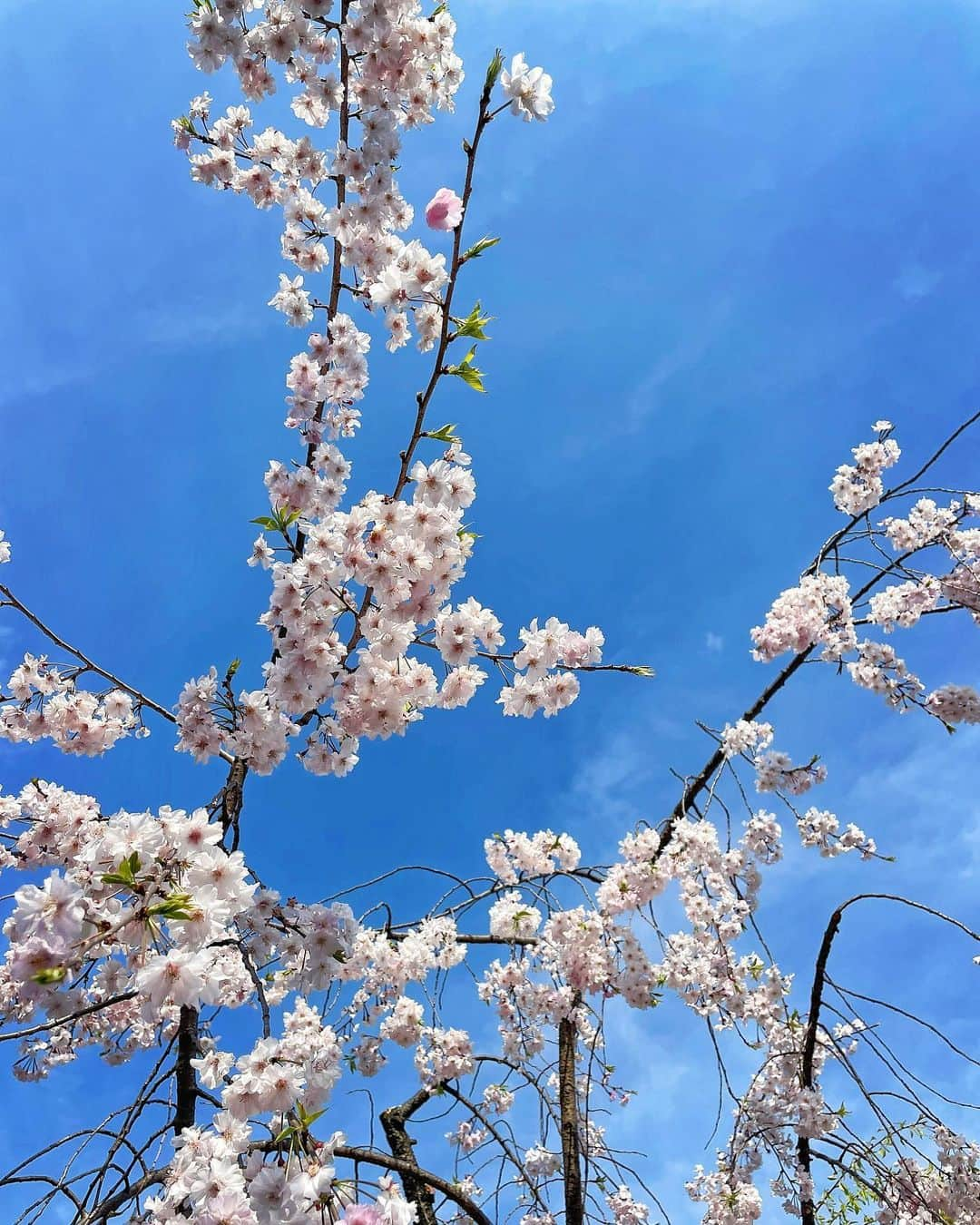 天野ゆうかさんのインスタグラム写真 - (天野ゆうかInstagram)「🏯🚶🏻‍♀️𓂅🌸 ⁡ ⁡ ⁡ ⁡ ⁡ ⁡ 先週ふらっと行った大阪城𓂃🏯 ⁡ 今年は雨風強かったりで桜も一瞬やったけど、 先週の土日が1番見頃やったかも🚶🏻‍♀️💕 ⁡ 綺麗やったな𓂃🌸 ⁡ ⁡ ⁡ ⁡ 皆んなは桜見に行けた？🥰 ⁡ ⁡ ⁡ ⁡ ⁡ #桜 #お花見 #大阪城公園 #大阪城 #大阪 #大阪観光 #観光スポット #お出かけ #お出かけスポット #春 #osaka #sakura #cherryblossom #hanami #osakacastle #osakacastlepark #spring #travel #travelgram #osakatrip #JapanTravel #일본　#오사카　#오사카여행　 #오사카성　#벚꽃　#🌸 #🏯」4月9日 19時02分 - yucca_official