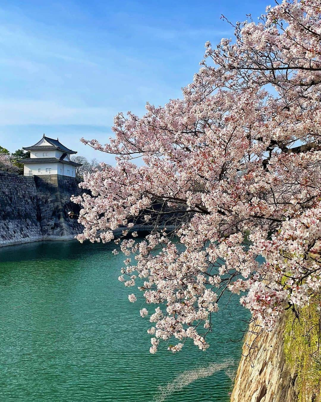 天野ゆうかさんのインスタグラム写真 - (天野ゆうかInstagram)「🏯🚶🏻‍♀️𓂅🌸 ⁡ ⁡ ⁡ ⁡ ⁡ ⁡ 先週ふらっと行った大阪城𓂃🏯 ⁡ 今年は雨風強かったりで桜も一瞬やったけど、 先週の土日が1番見頃やったかも🚶🏻‍♀️💕 ⁡ 綺麗やったな𓂃🌸 ⁡ ⁡ ⁡ ⁡ 皆んなは桜見に行けた？🥰 ⁡ ⁡ ⁡ ⁡ ⁡ #桜 #お花見 #大阪城公園 #大阪城 #大阪 #大阪観光 #観光スポット #お出かけ #お出かけスポット #春 #osaka #sakura #cherryblossom #hanami #osakacastle #osakacastlepark #spring #travel #travelgram #osakatrip #JapanTravel #일본　#오사카　#오사카여행　 #오사카성　#벚꽃　#🌸 #🏯」4月9日 19時02分 - yucca_official