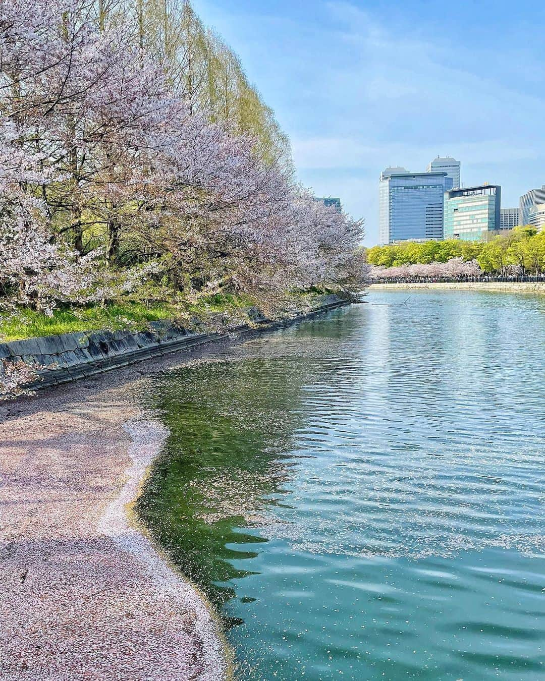 天野ゆうかさんのインスタグラム写真 - (天野ゆうかInstagram)「🏯🚶🏻‍♀️𓂅🌸 ⁡ ⁡ ⁡ ⁡ ⁡ ⁡ 先週ふらっと行った大阪城𓂃🏯 ⁡ 今年は雨風強かったりで桜も一瞬やったけど、 先週の土日が1番見頃やったかも🚶🏻‍♀️💕 ⁡ 綺麗やったな𓂃🌸 ⁡ ⁡ ⁡ ⁡ 皆んなは桜見に行けた？🥰 ⁡ ⁡ ⁡ ⁡ ⁡ #桜 #お花見 #大阪城公園 #大阪城 #大阪 #大阪観光 #観光スポット #お出かけ #お出かけスポット #春 #osaka #sakura #cherryblossom #hanami #osakacastle #osakacastlepark #spring #travel #travelgram #osakatrip #JapanTravel #일본　#오사카　#오사카여행　 #오사카성　#벚꽃　#🌸 #🏯」4月9日 19時02分 - yucca_official