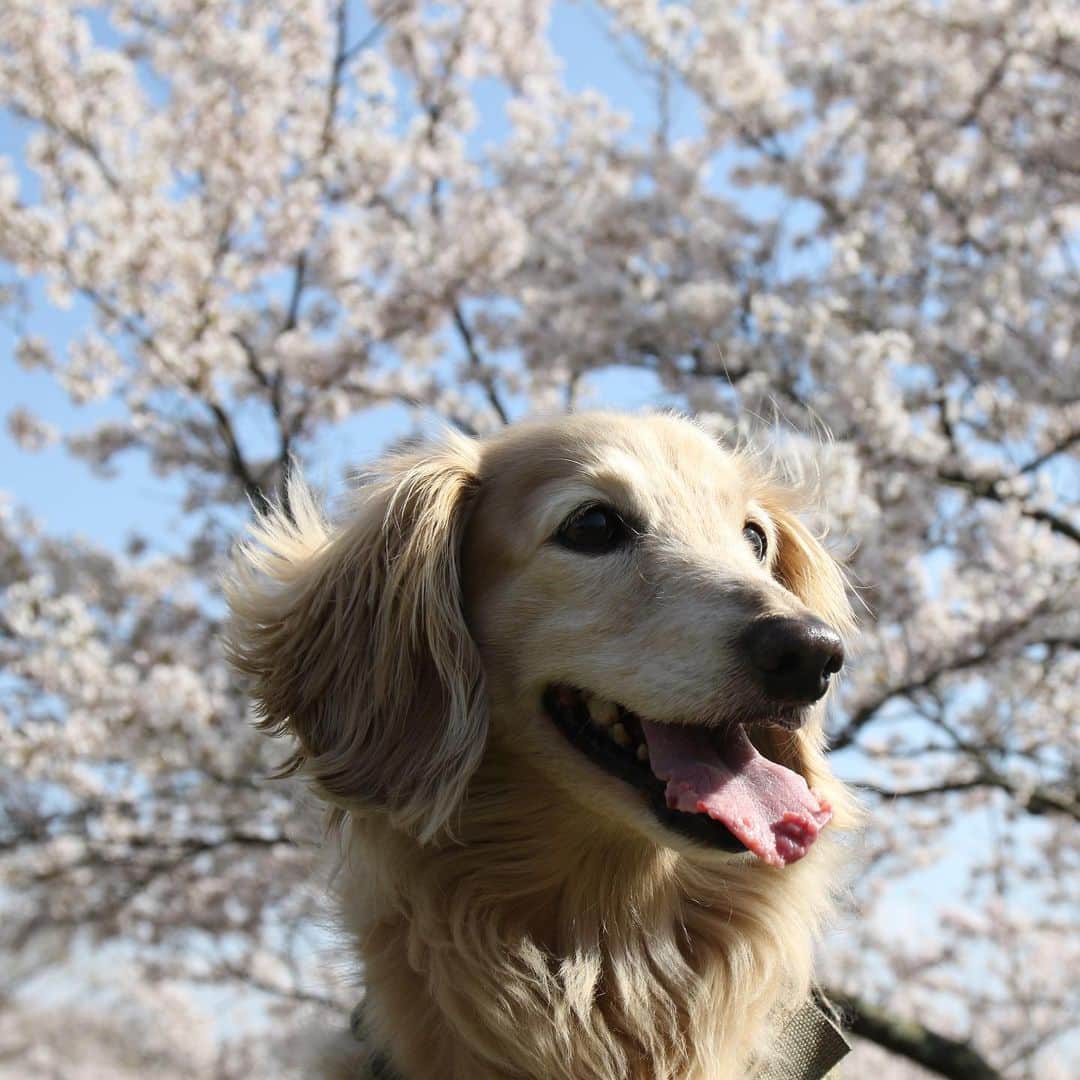 ハッチ＆ニコさんのインスタグラム写真 - (ハッチ＆ニコInstagram)「桜満開です🌸  #桜ワンコ #カメラ嫌い同好会  #犬の生活が第一 #癒しわんこ #dachshund #ダックス #犬バカ部 #短足部 #ふわもこ部」4月9日 19時02分 - hacth427