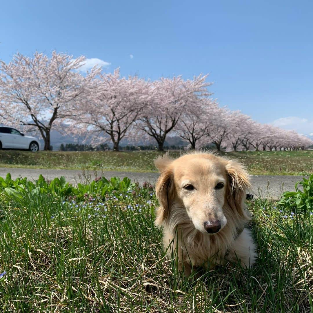 ハッチ＆ニコのインスタグラム：「桜満開です🌸  #桜ワンコ #カメラ嫌い同好会  #犬の生活が第一 #癒しわんこ #dachshund #ダックス #犬バカ部 #短足部 #ふわもこ部」