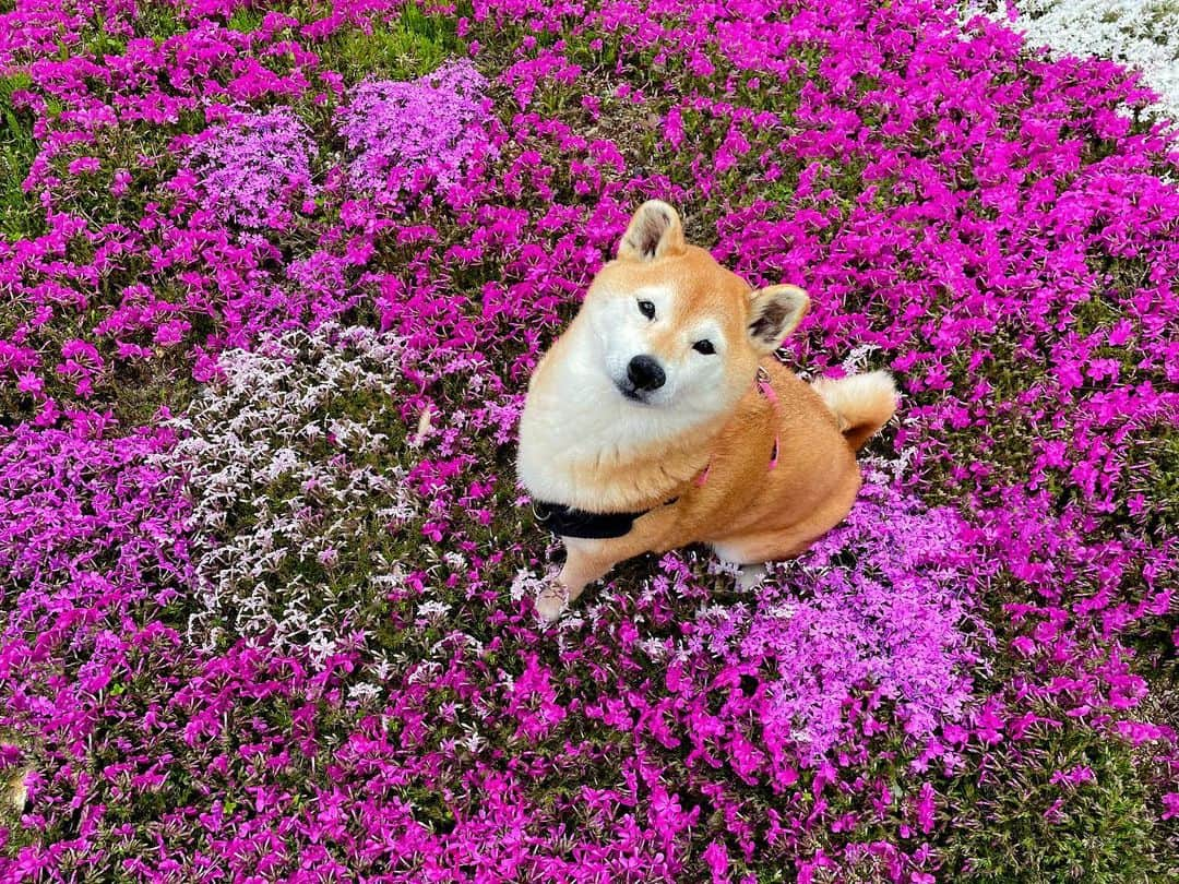 マロたんのインスタグラム：「柴犬と芝桜🐕🌸若干合成ぽい🫠(自宅の庭なので踏み荒らしても大丈夫)  4月9日、昨年脳幹出血で入院した日。  先日、MRI検査した結果、異常なし。MRAも異常なし。  なんで磁力で脳動脈とか頚動脈とか立体的に見える(MRA)のか主治医に質問したら詳しく教えてもらったけど全部忘れた。  先生ごめん🫣  #柴犬 #shiba #shibainu  #芝桜 #mri #mra #脳幹出血」