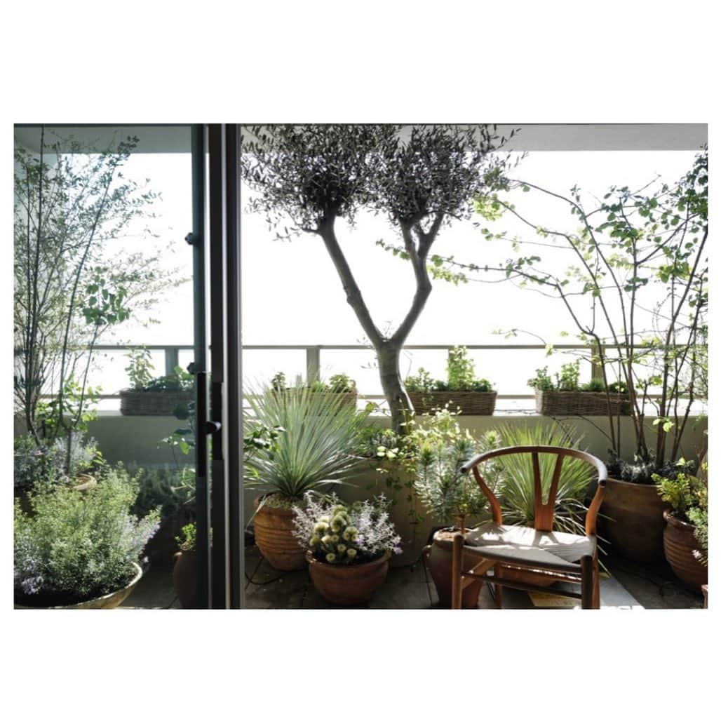 JUNNAのインスタグラム：「🌱ぐんぐん  made by @flowernoritake   #junna🏠 #ベランダ  #only」