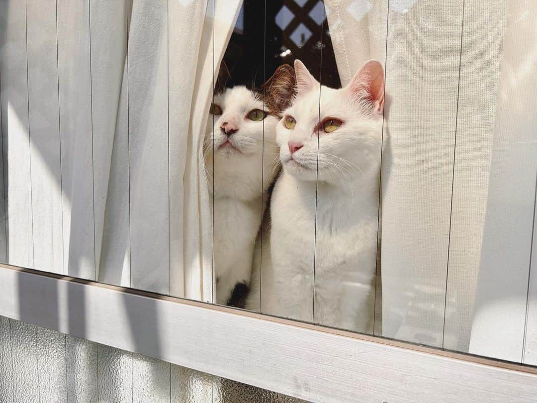 八、おこめさんのインスタグラム写真 - (八、おこめInstagram)「🌞✨ 洗濯してる私を見に来た2人を見ている私。 平和な日曜の朝 ✤✤✤ #八おこめ #窓辺の猫 #窓と猫 #ねこ部 #cat #ねこ #猫 #ネコ」4月9日 10時52分 - naomiuno