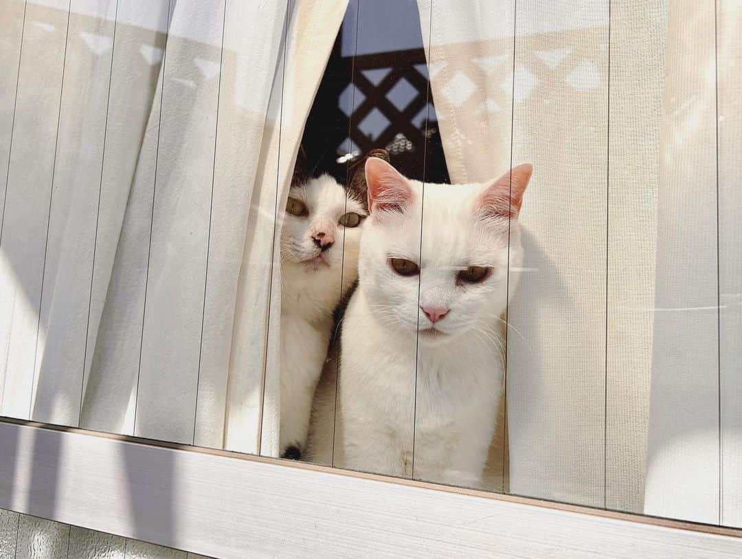 八、おこめさんのインスタグラム写真 - (八、おこめInstagram)「🌞✨ 洗濯してる私を見に来た2人を見ている私。 平和な日曜の朝 ✤✤✤ #八おこめ #窓辺の猫 #窓と猫 #ねこ部 #cat #ねこ #猫 #ネコ」4月9日 10時52分 - naomiuno