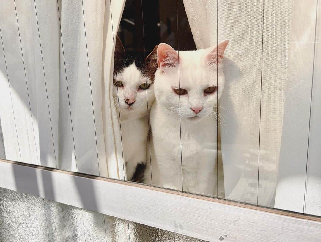 八、おこめのインスタグラム：「🌞✨ 洗濯してる私を見に来た2人を見ている私。 平和な日曜の朝 ✤✤✤ #八おこめ #窓辺の猫 #窓と猫 #ねこ部 #cat #ねこ #猫 #ネコ」