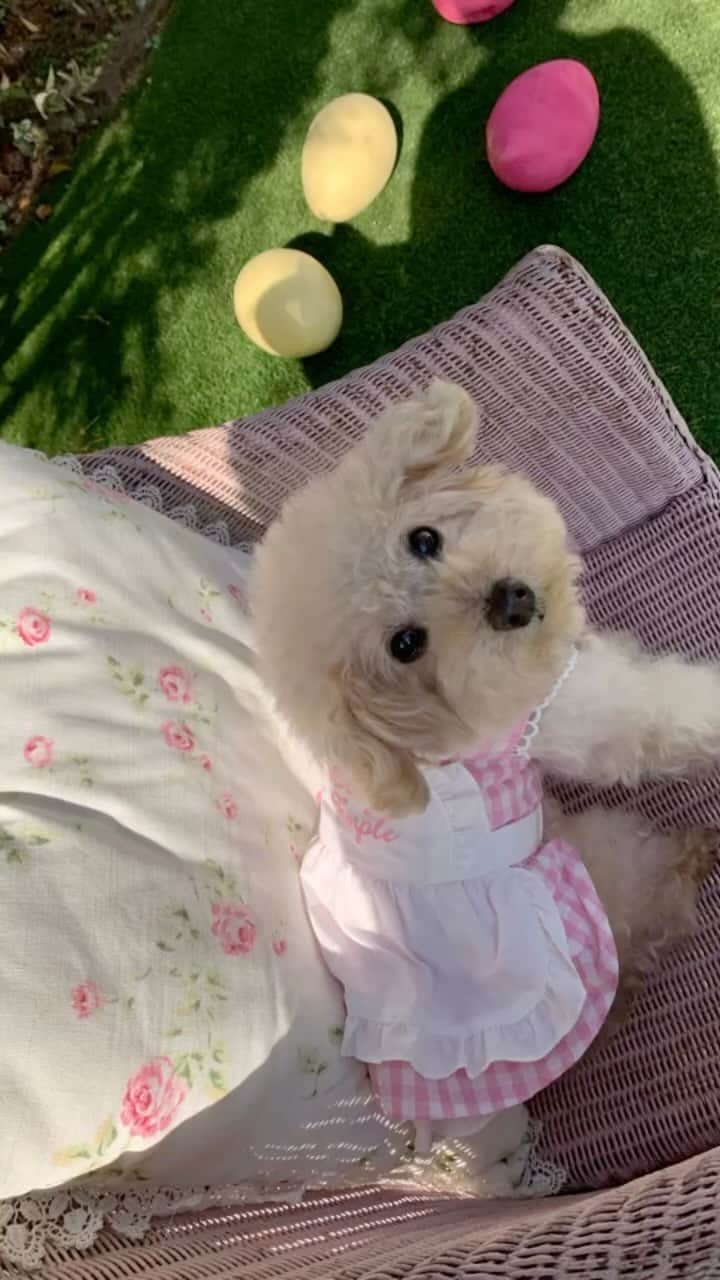 Maruのインスタグラム