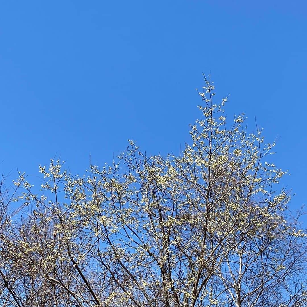 井上荒野のインスタグラム：「この時期はネコヤナギの穂がきれい。蕗のとうは今年は早くて、もう花が咲きはじめてる。」