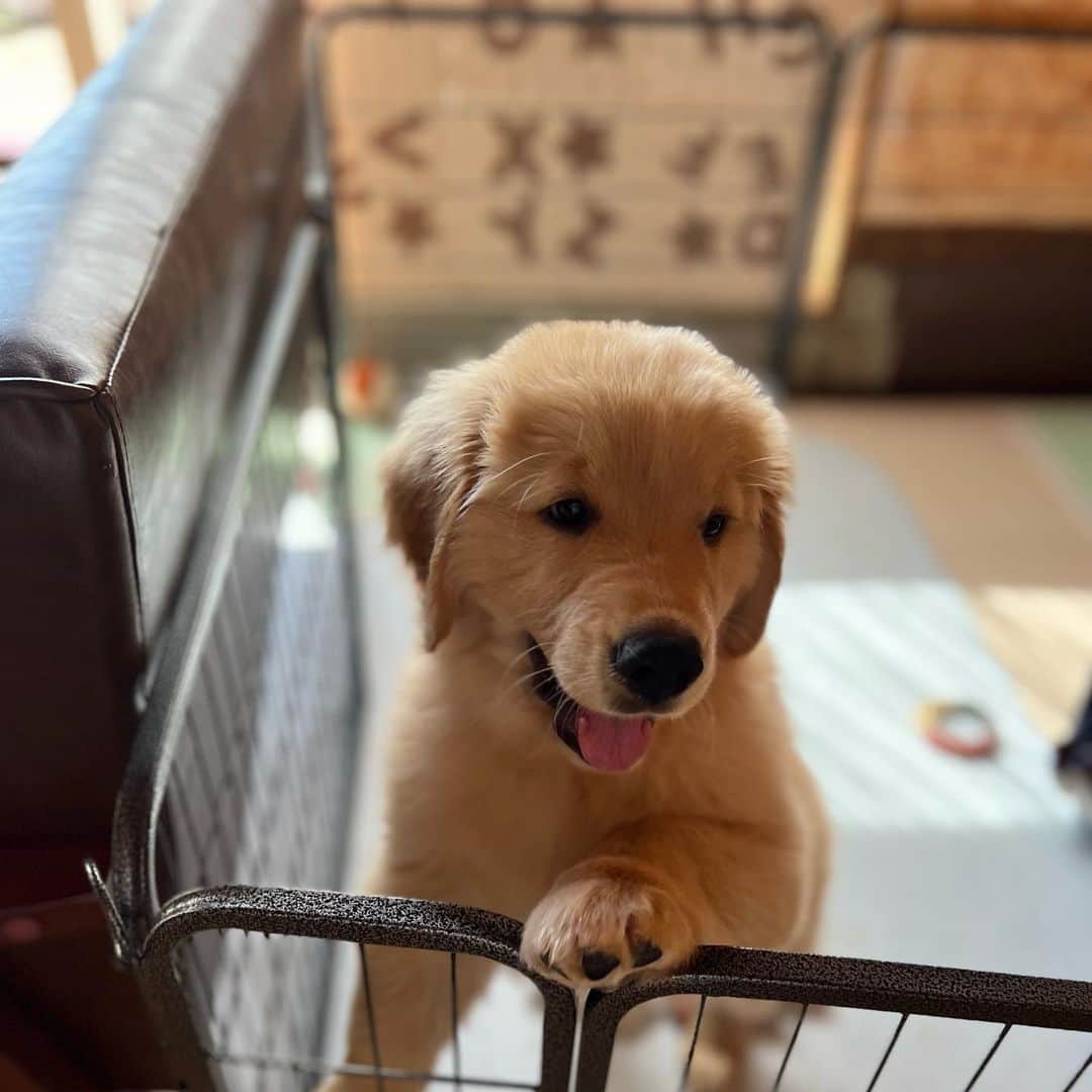 須田なつきさんのインスタグラム写真 - (須田なつきInstagram)「Alba, welcome to our family 💙」4月9日 11時00分 - natsukisuda_