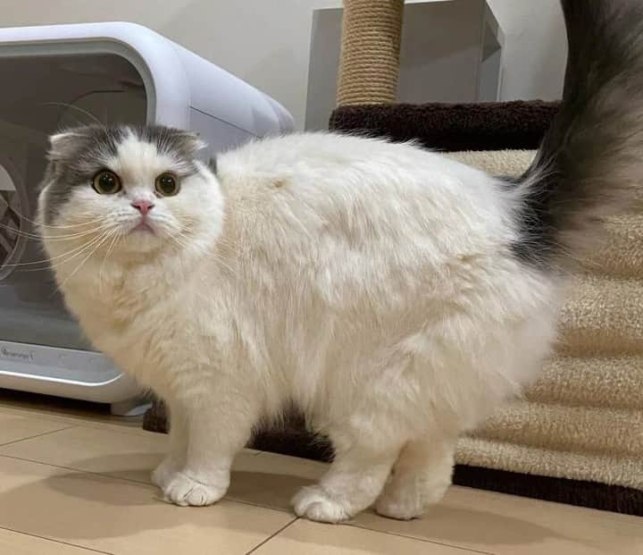 のインスタグラム：「『sippoストーリー 』からの紹介です😺 スコティッシュフォールドのららちゃん（１歳）ひも遊び中のようすをパシャリ📷✨距離があったが、最近は一緒に寝てくれたり、ゴロゴロ鳴いたりしてくれて嬉しい😌💕  飼い主さん：めめららラブ ㅤ sippoのサイト（sippo.asahi.com）で、飼い主さんに投稿してもらった、犬や猫のとっておきストーリーをご紹介しています。 @sippo_official プロフィールのサイトリンクから、『sippoストーリー 』をご覧下さい👀✨ ㅤ あなたとペットのストーリーを募集しています！ #sippoストーリー をつけて、犬や猫の写真を投稿してくださいね🌸採用された方には、編集部からDMでご連絡差し上げます🐾 ㅤ #sippoストーリー #猫 #ネコ #ニャン #スコティッシュフォールド」